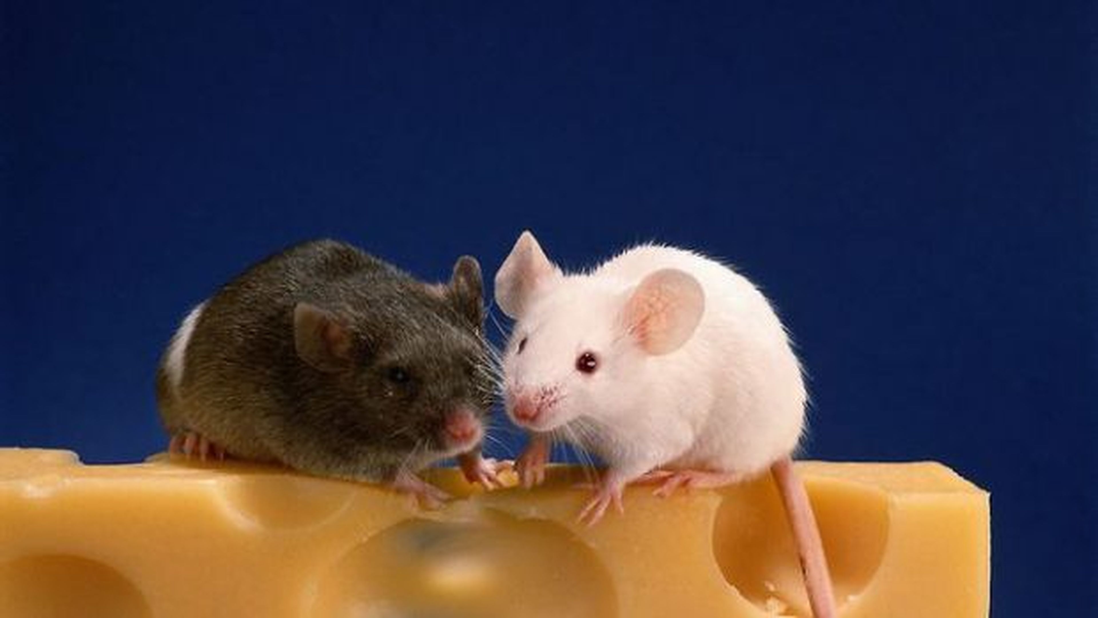 Видеть во живых мышей. Мышка. Две мышки. Мышка в сыре. Мышка с мышатами.