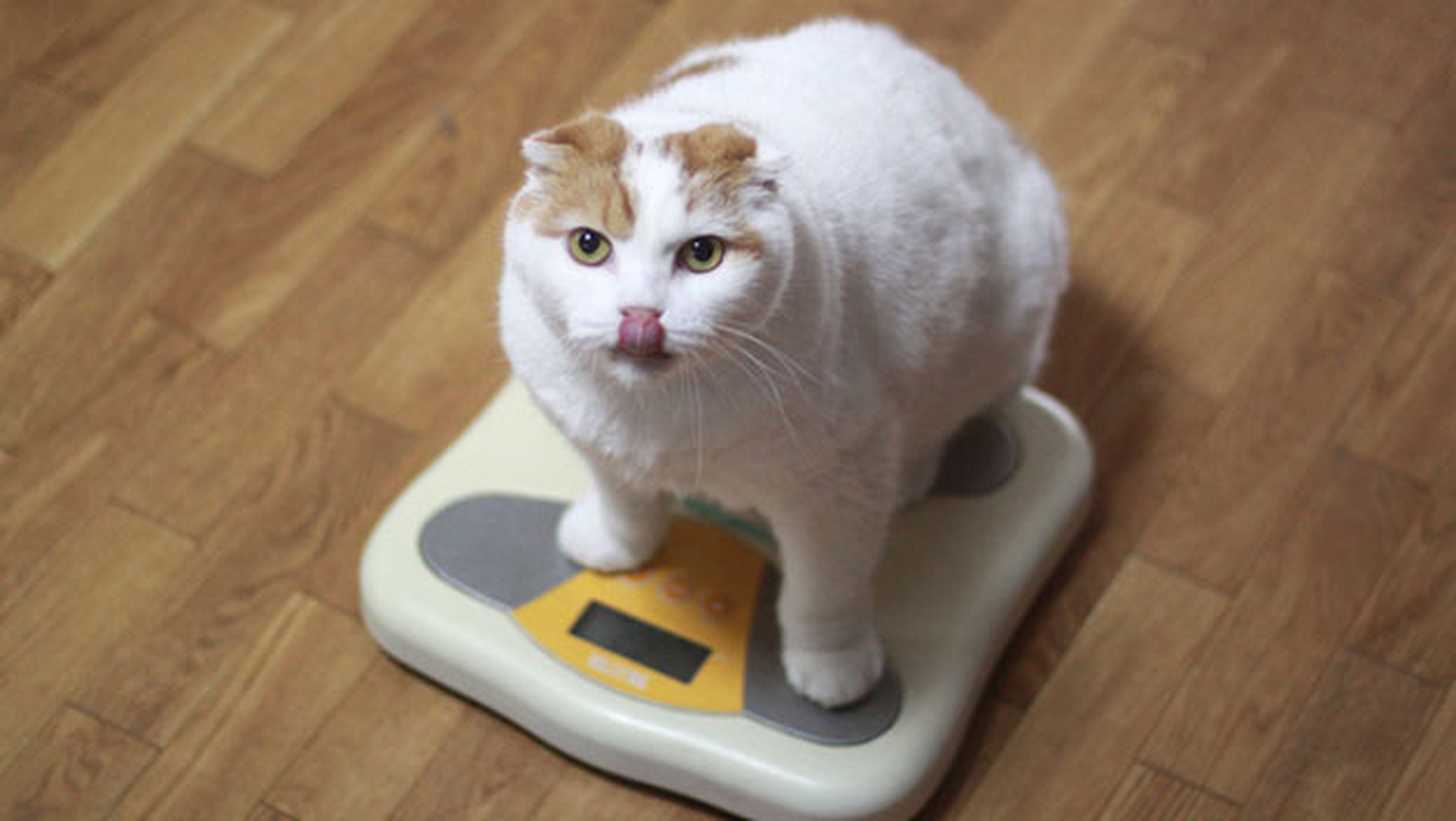 gato obeso