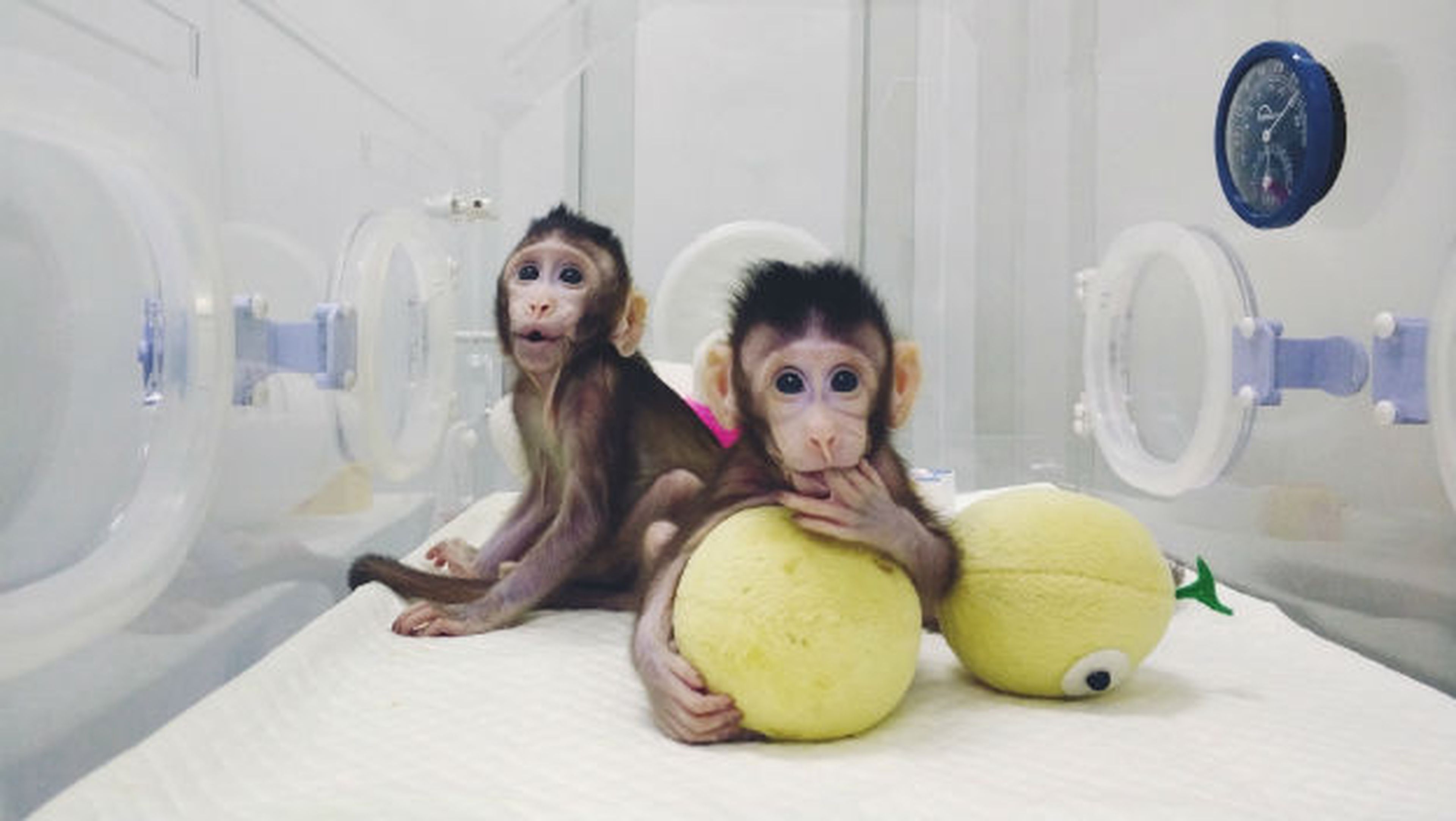 Dos macacos clonados abren la puerta a la clonación humana.