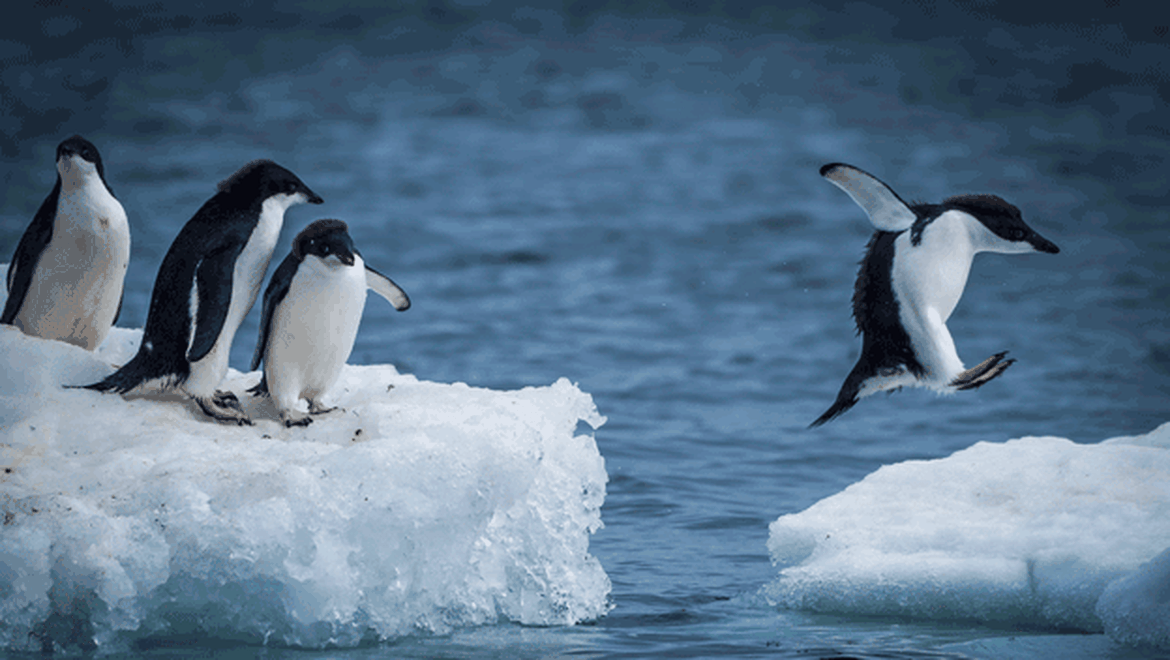 Como apadrinar un pinguino 2018