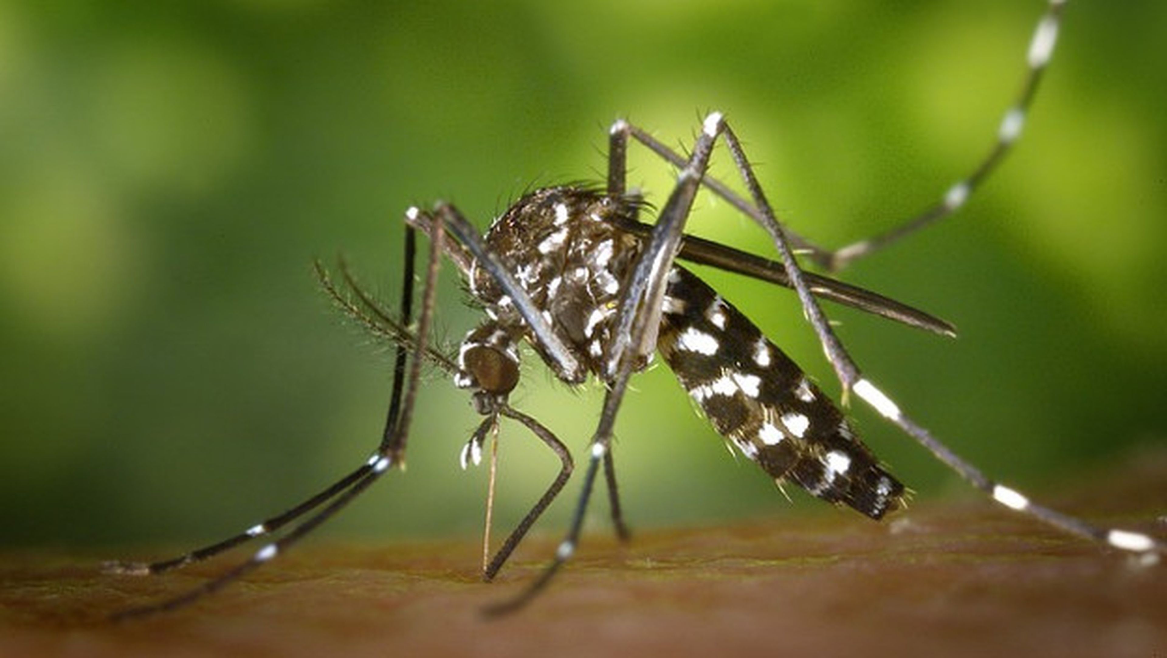 Descubren cómo evitar que te piquen los mosquitos, aunque aún falta para el repelente definitivo.