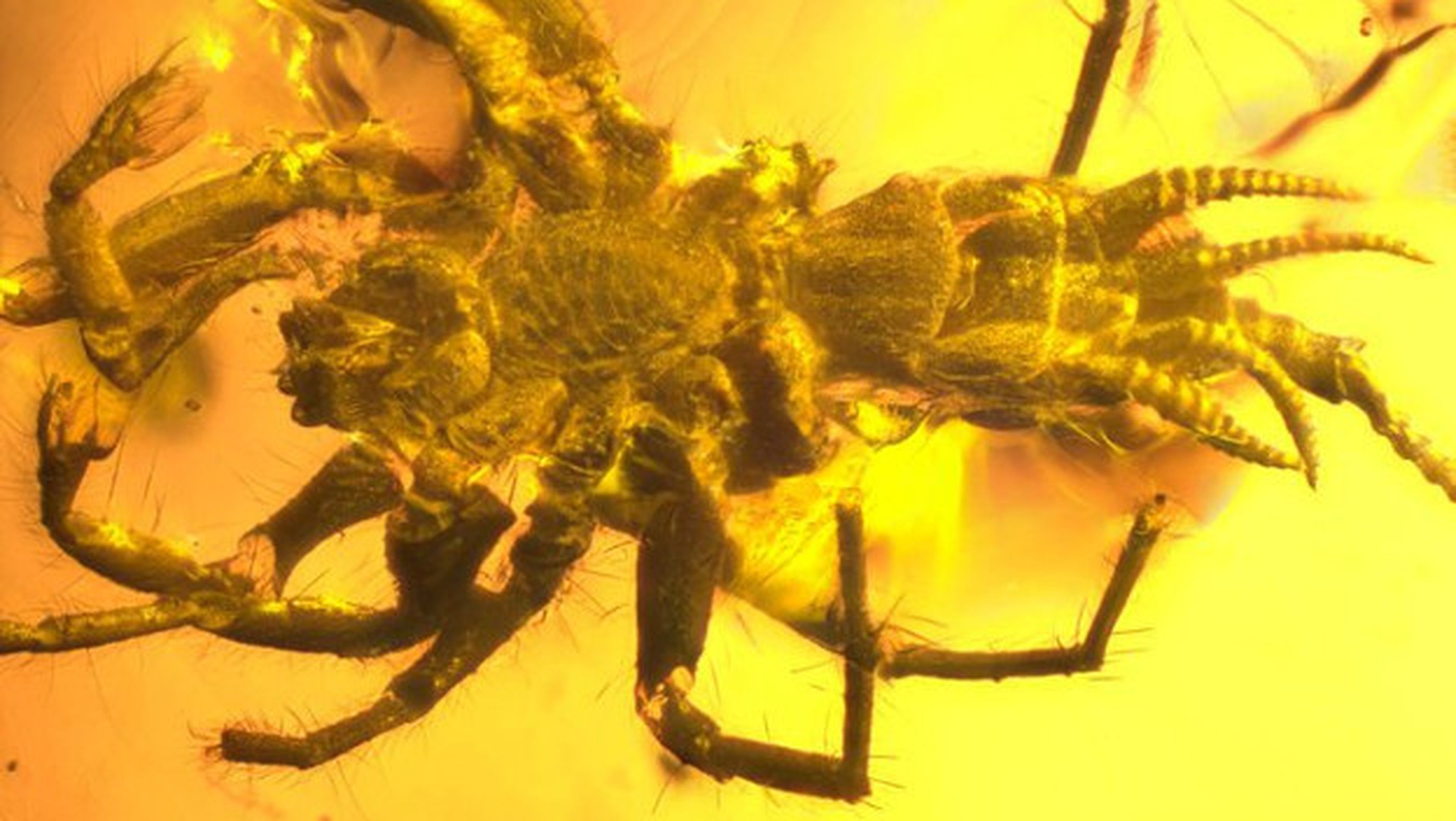 Araña prehistórica con colmillos y cola.