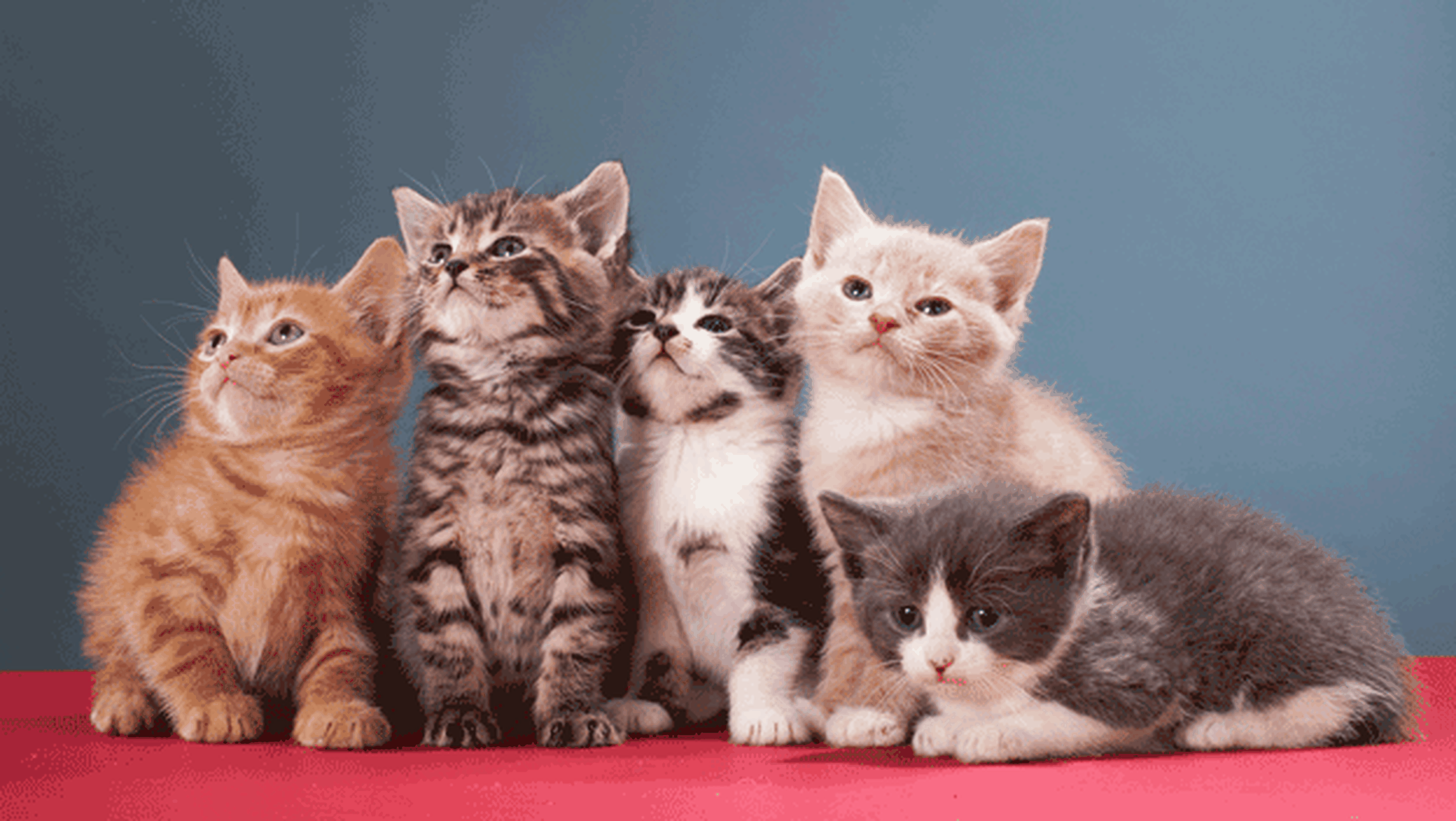 Cuándo es y por qué se celebra el Día Internacional del Gato