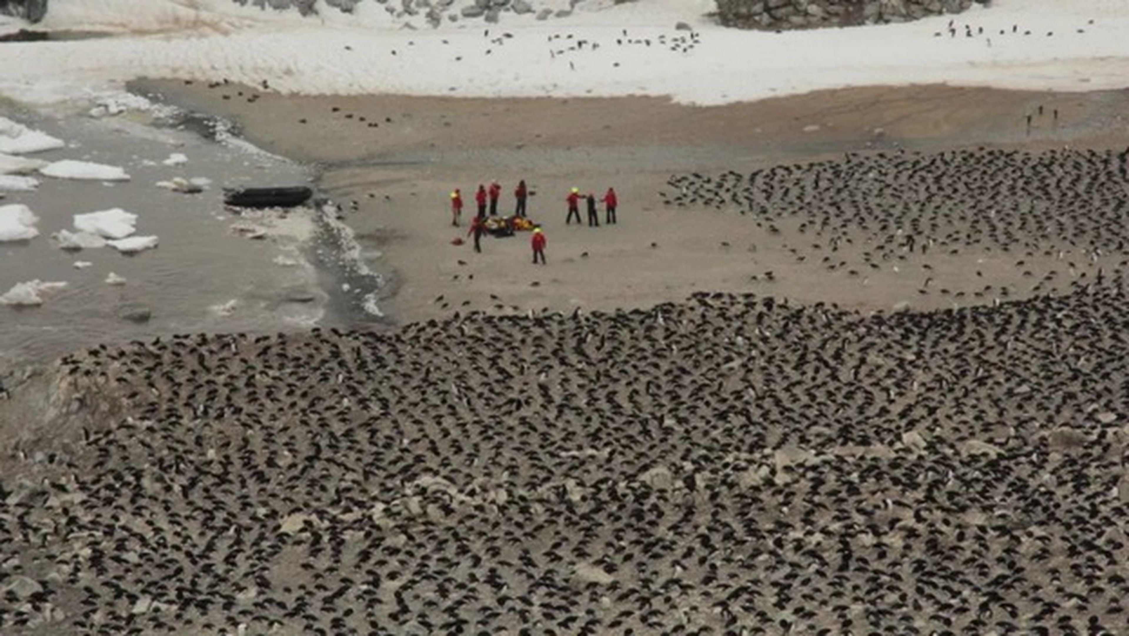 Descubren una supercolonia de 1.5 millones de pingüinos oculta en la Antártida