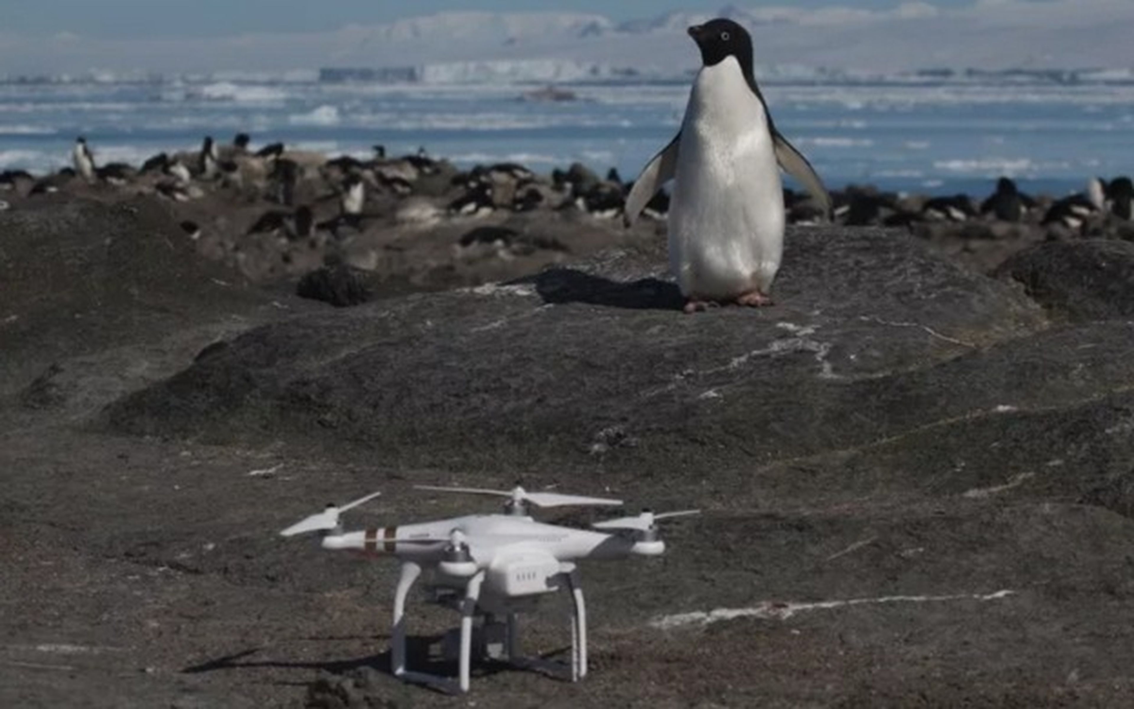 Descubren una supercolonia de 1.5 millones de pingüinos oculta en la Antártida