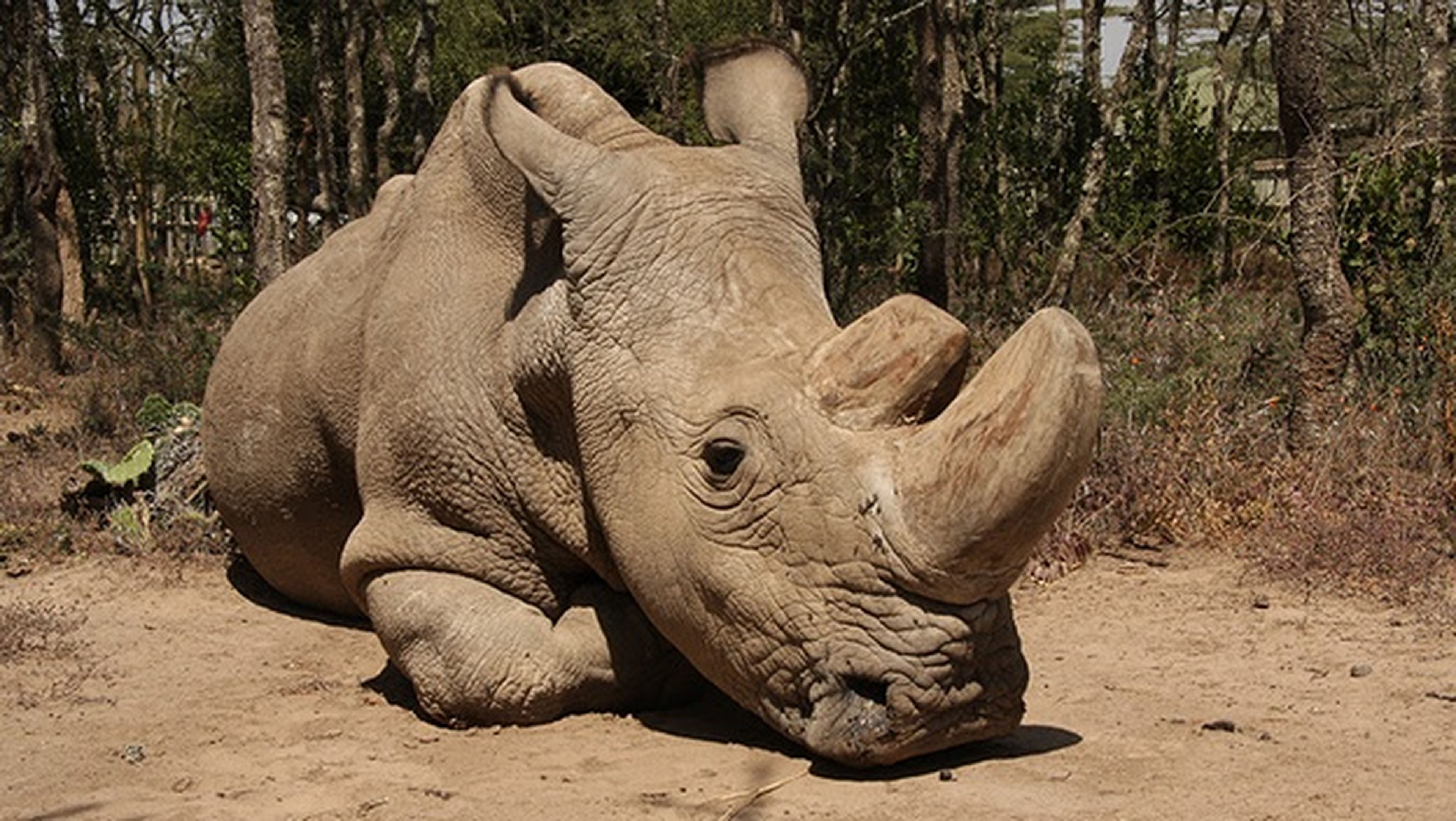 El último rinoceronte blanco del Norte macho, gravemente enfermo