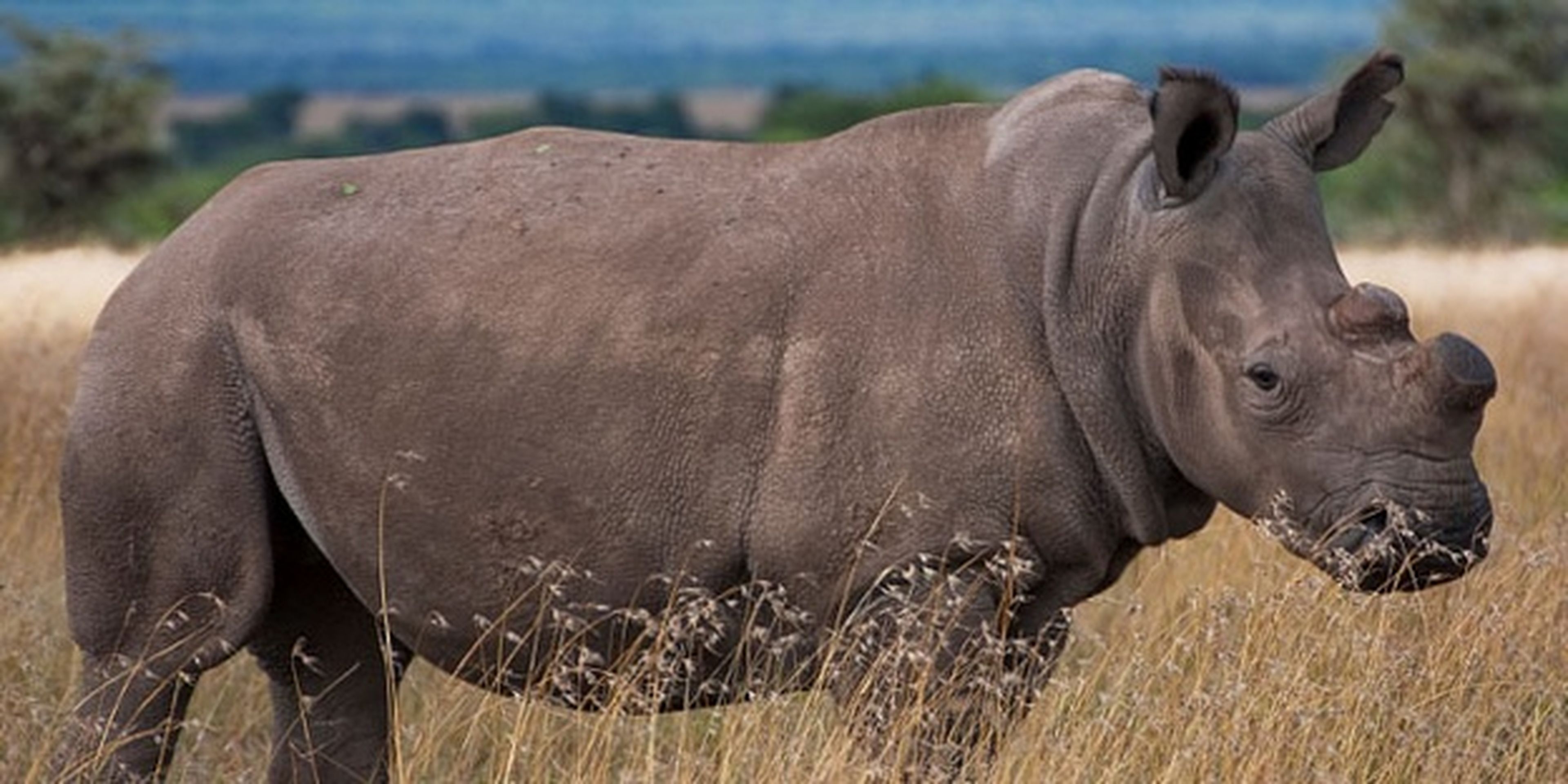 El último rinoceronte blanco del Norte macho, gravemente enfermo
