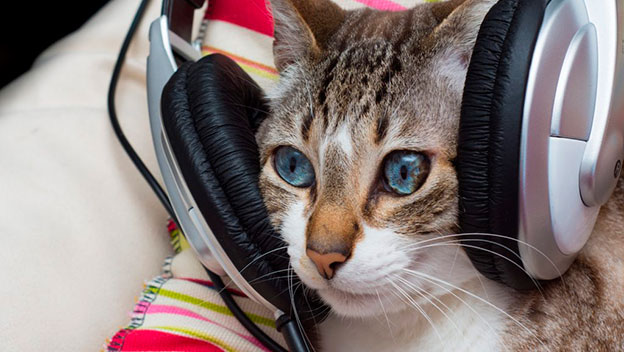 Esta es la música para gato, según la ciencia | Computer Hoy