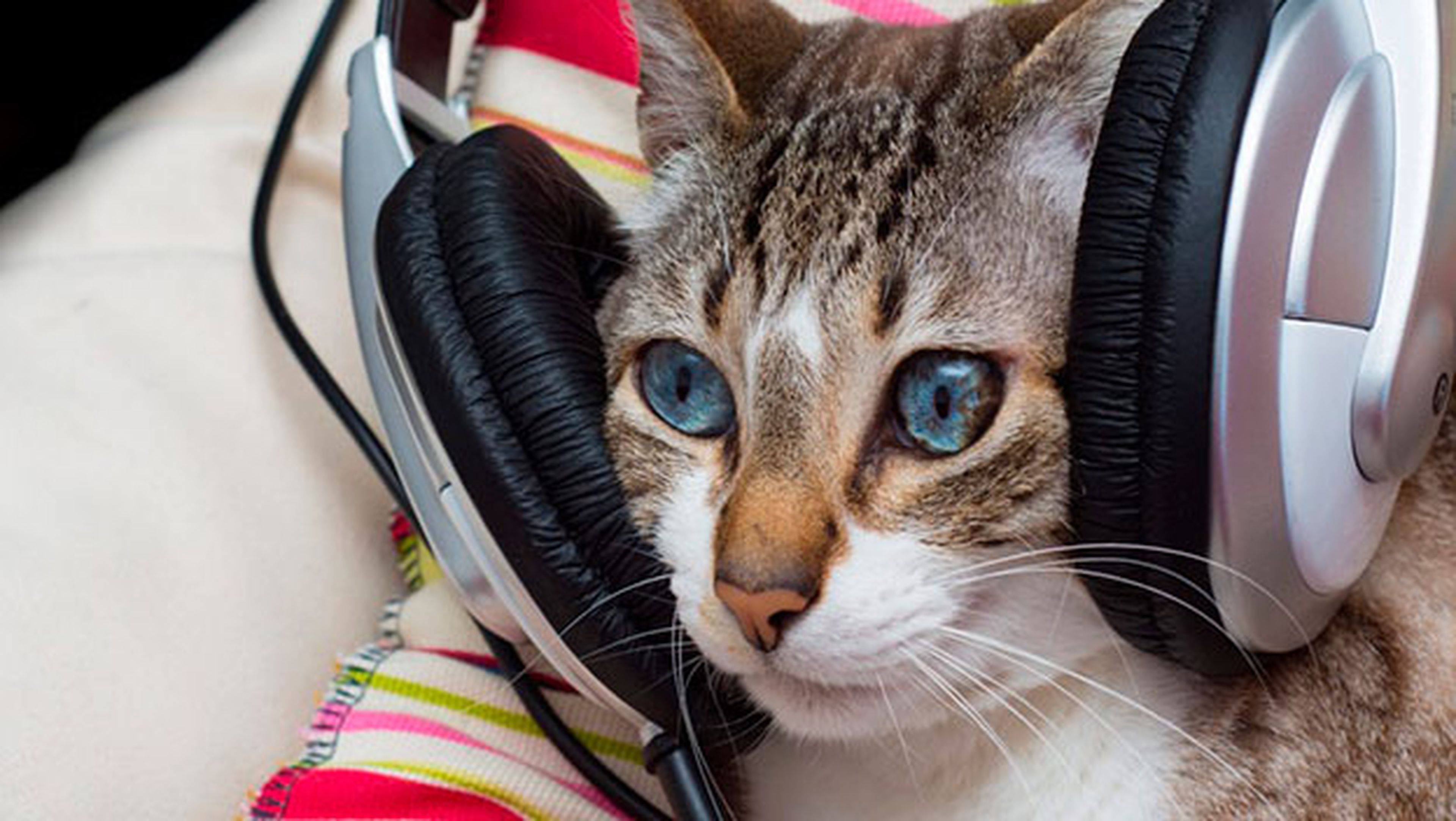 música para gatos