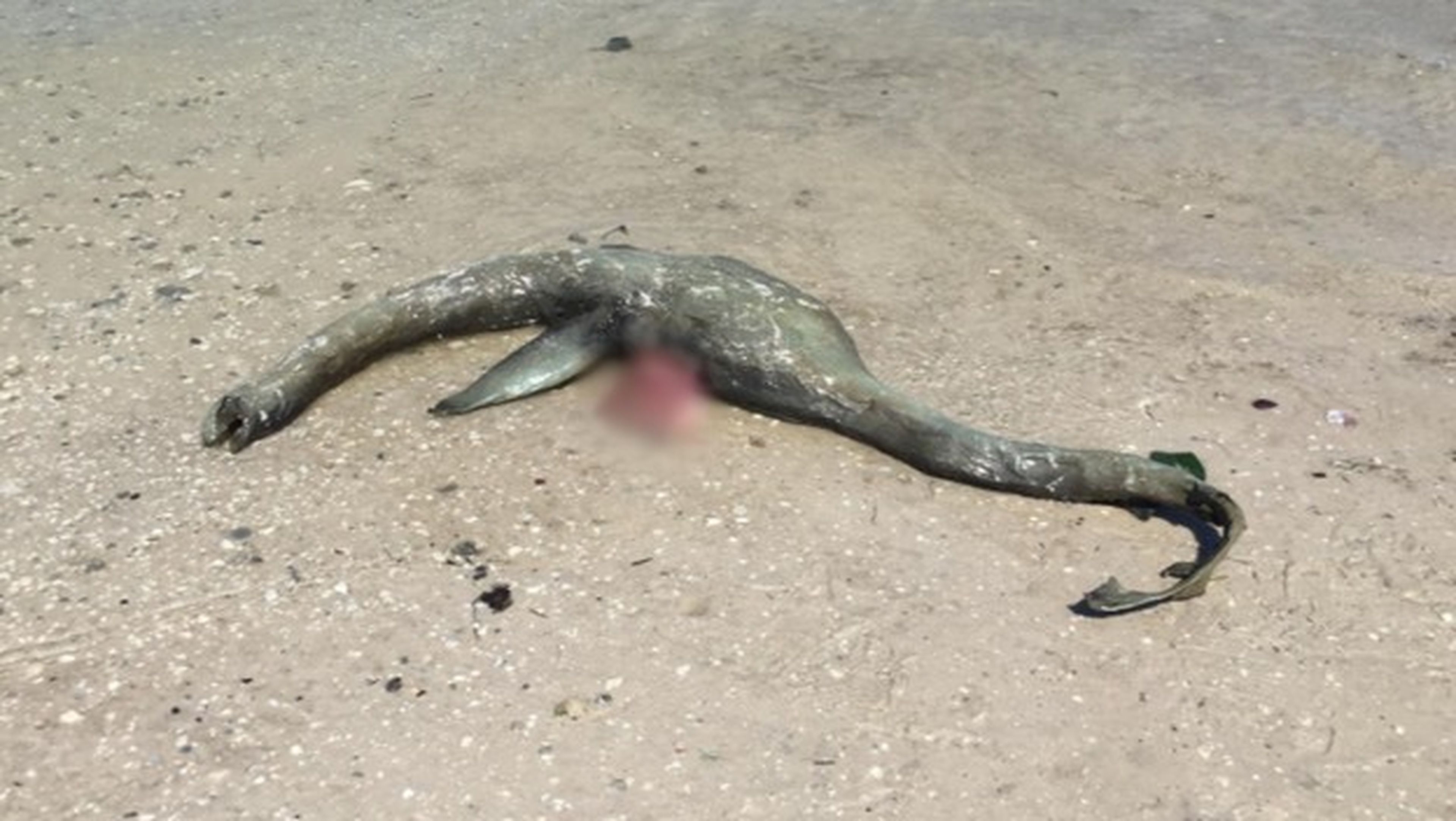 Descubren un monstruo del Lago Ness en una playa de Georgia