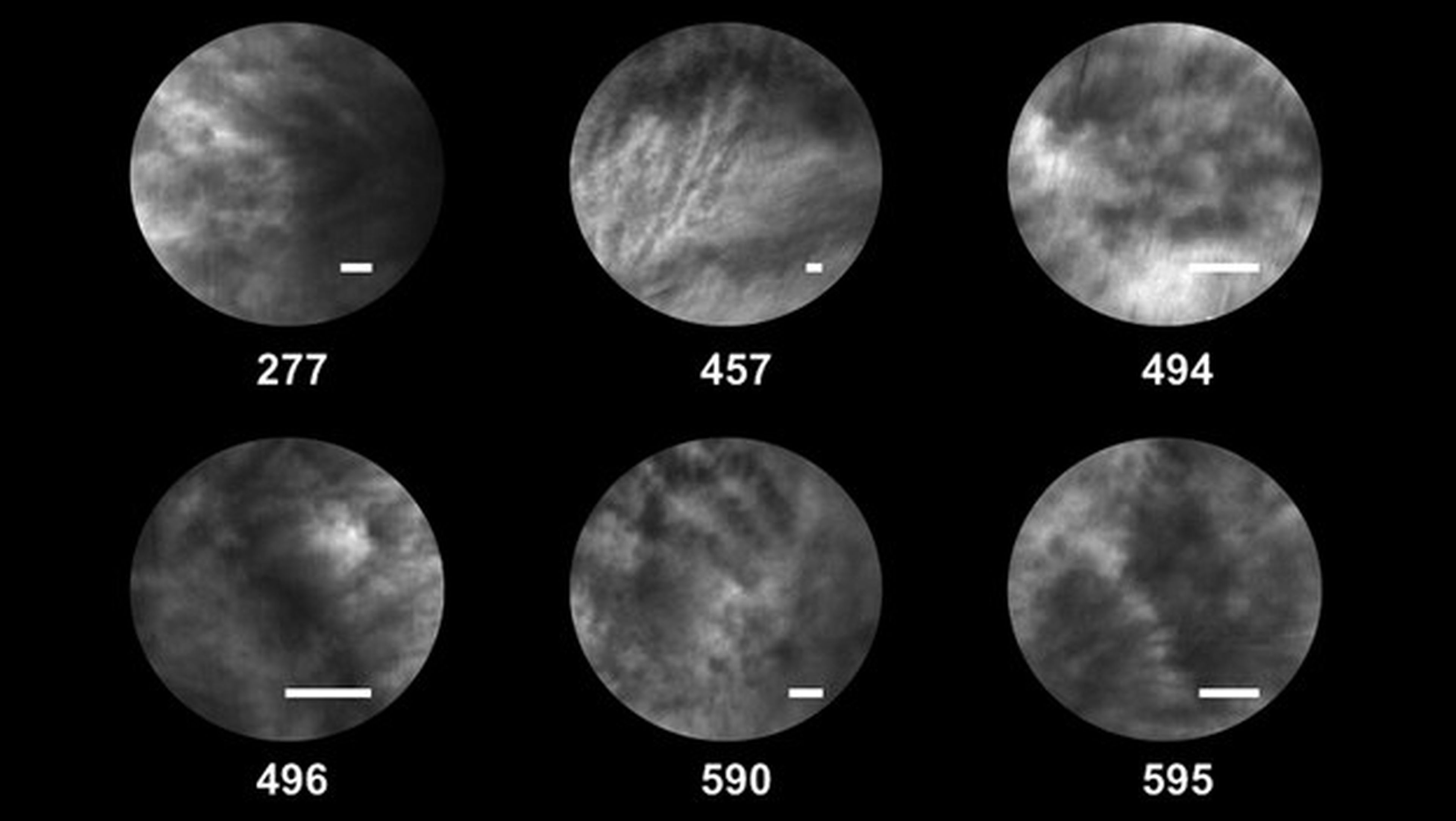 ¿Hay bacterias extraterrestres en las nubes de Venus?