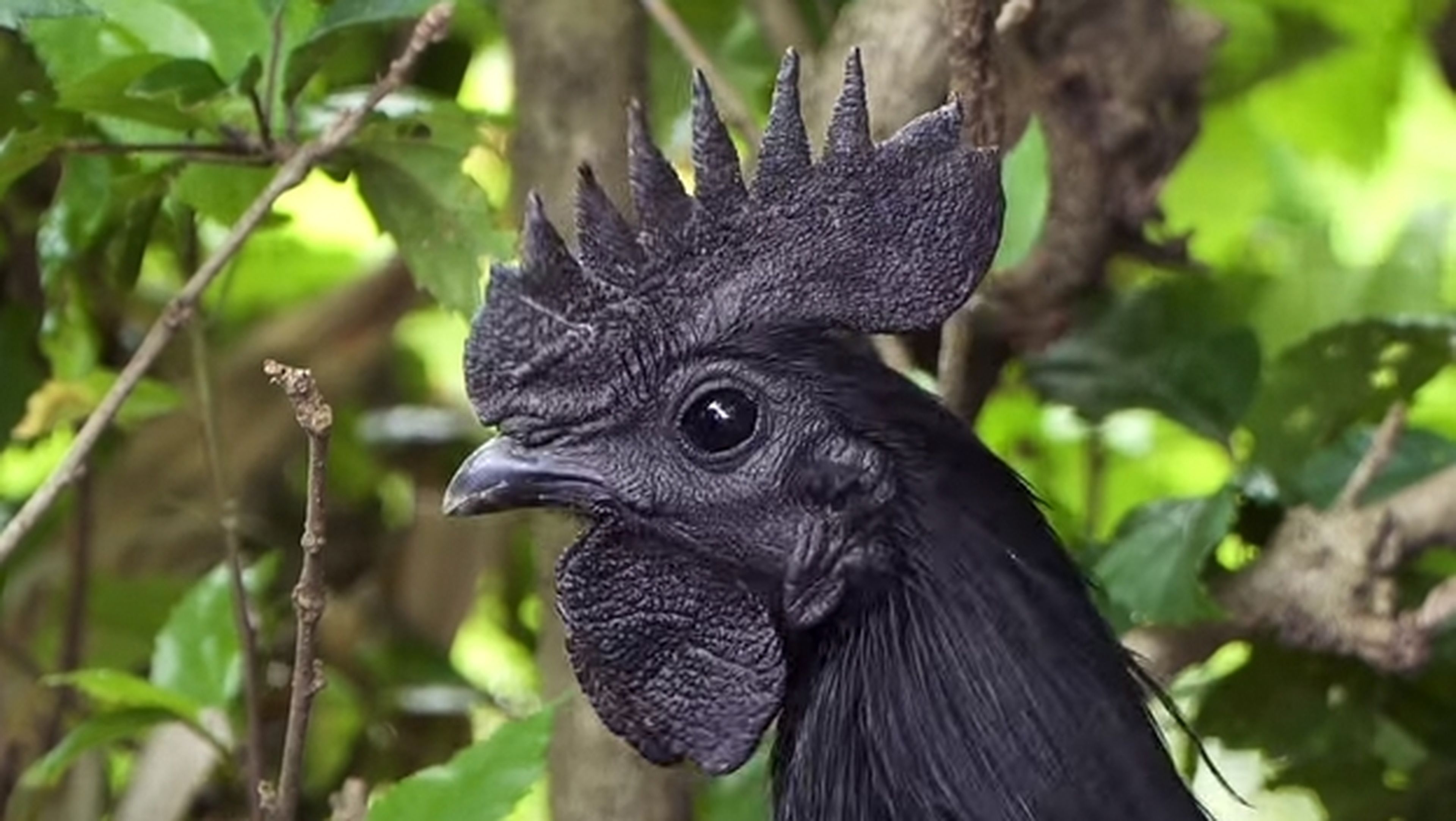 Ayam Cemani, la gallina completamente negra, incluyendo cresta, pico, y  carne | Computer Hoy