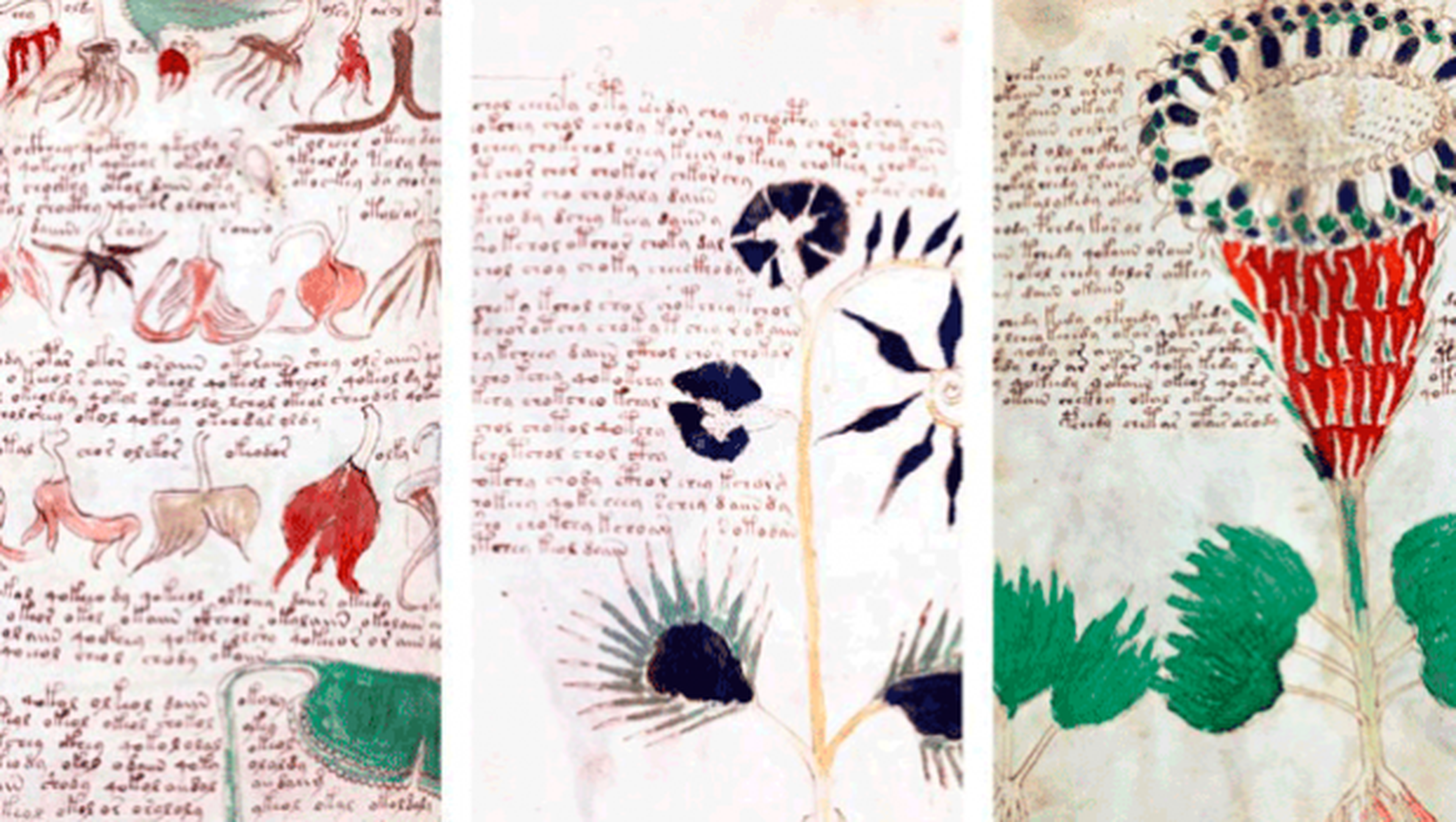 Qué está escrito en el manuscrito Voynich