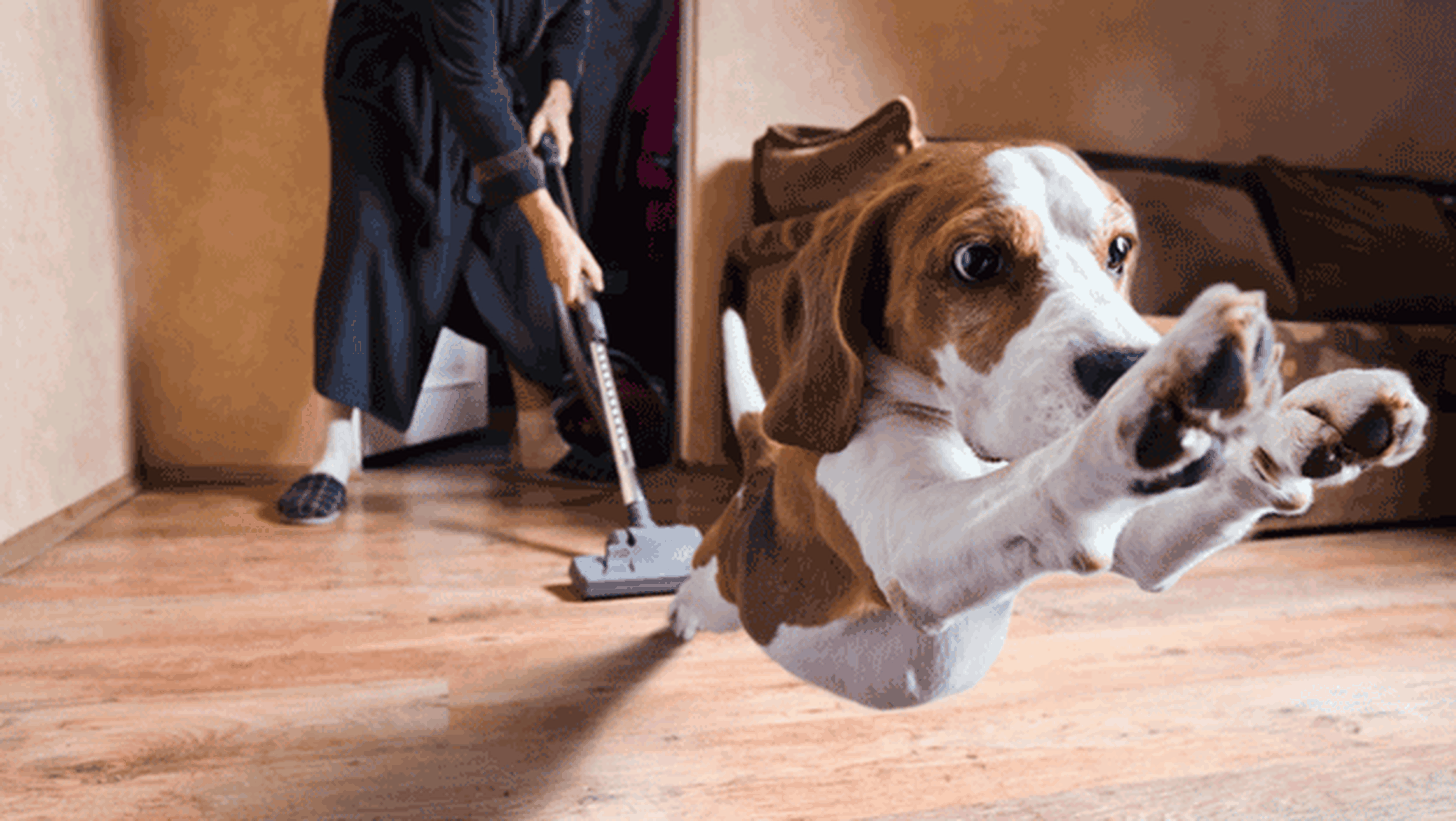 Mejores trucos para tener la casa limpiar teniendo mascotas