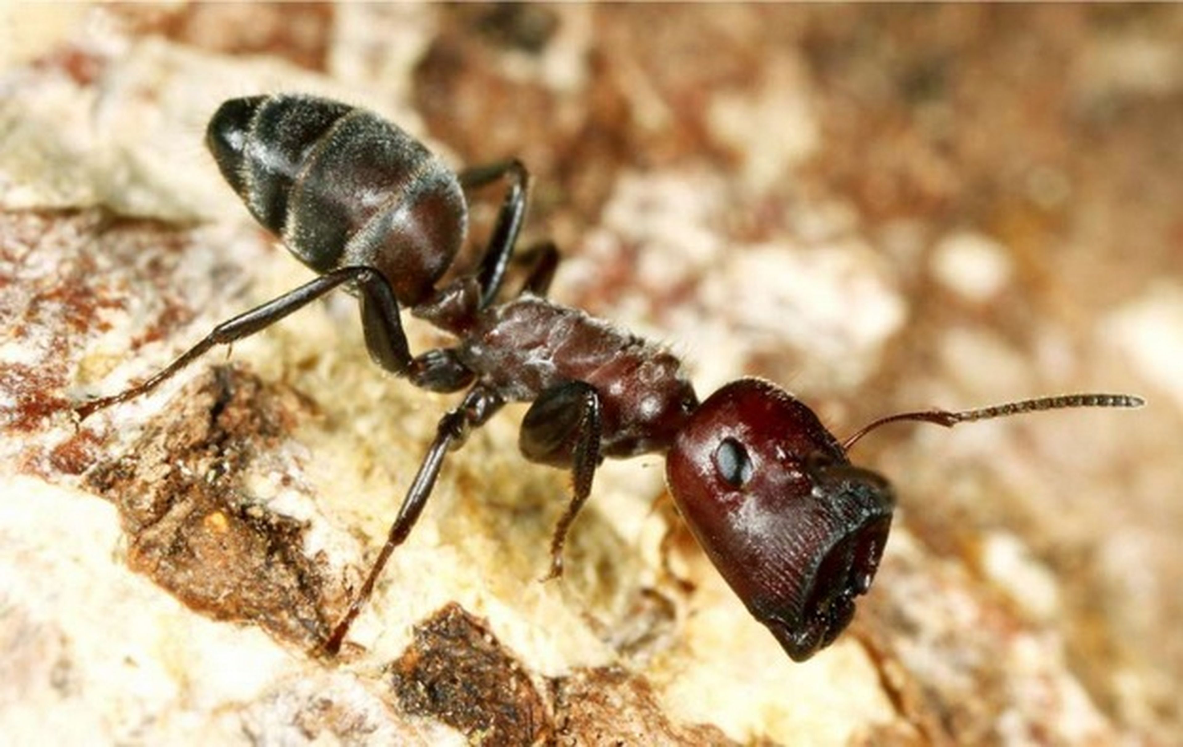 La hormiga que explota, el calamar bizco, y otras especies descubiertas