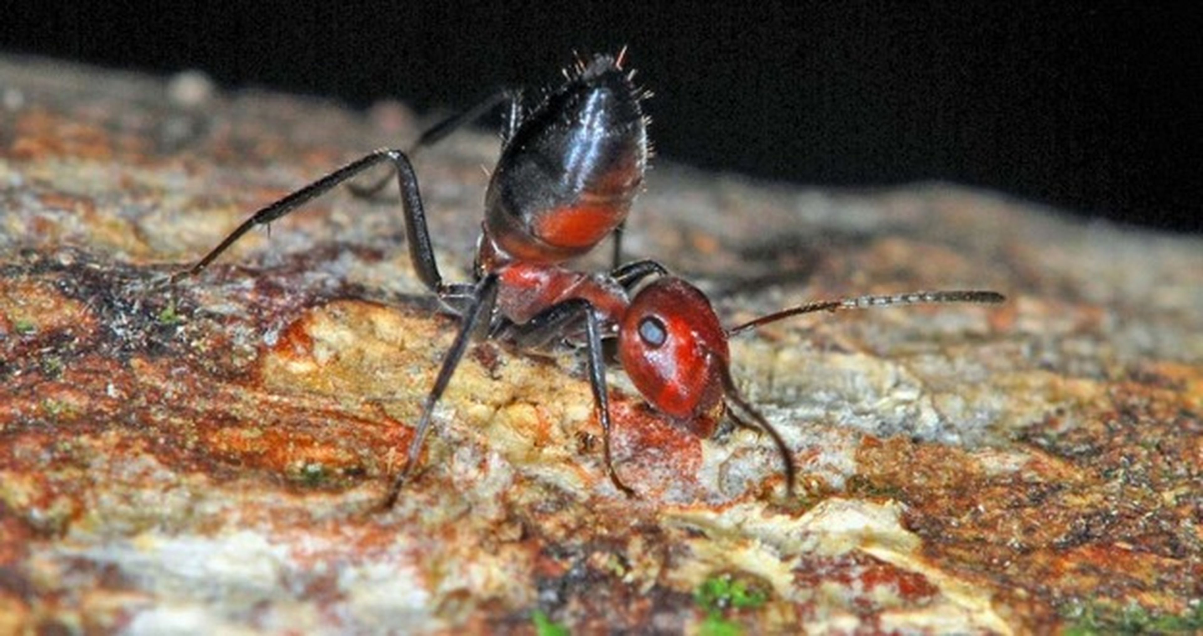 La hormiga que explota, el calamar bizco, y otras especies descubiertas
