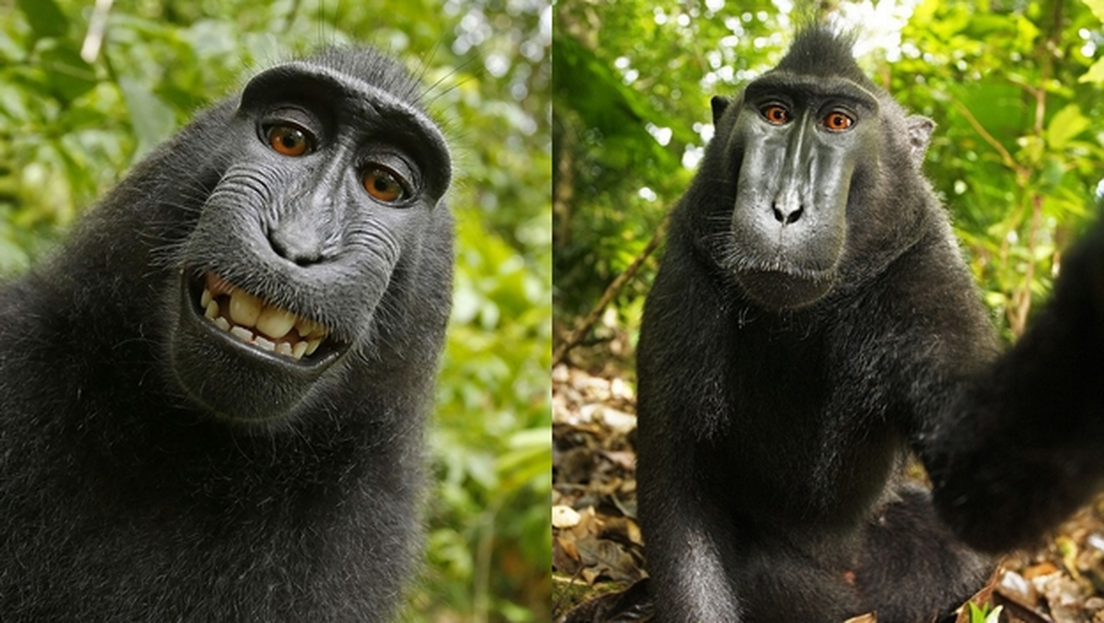 El selfie del macaco no es de nadie: un animal no tiene propiedades