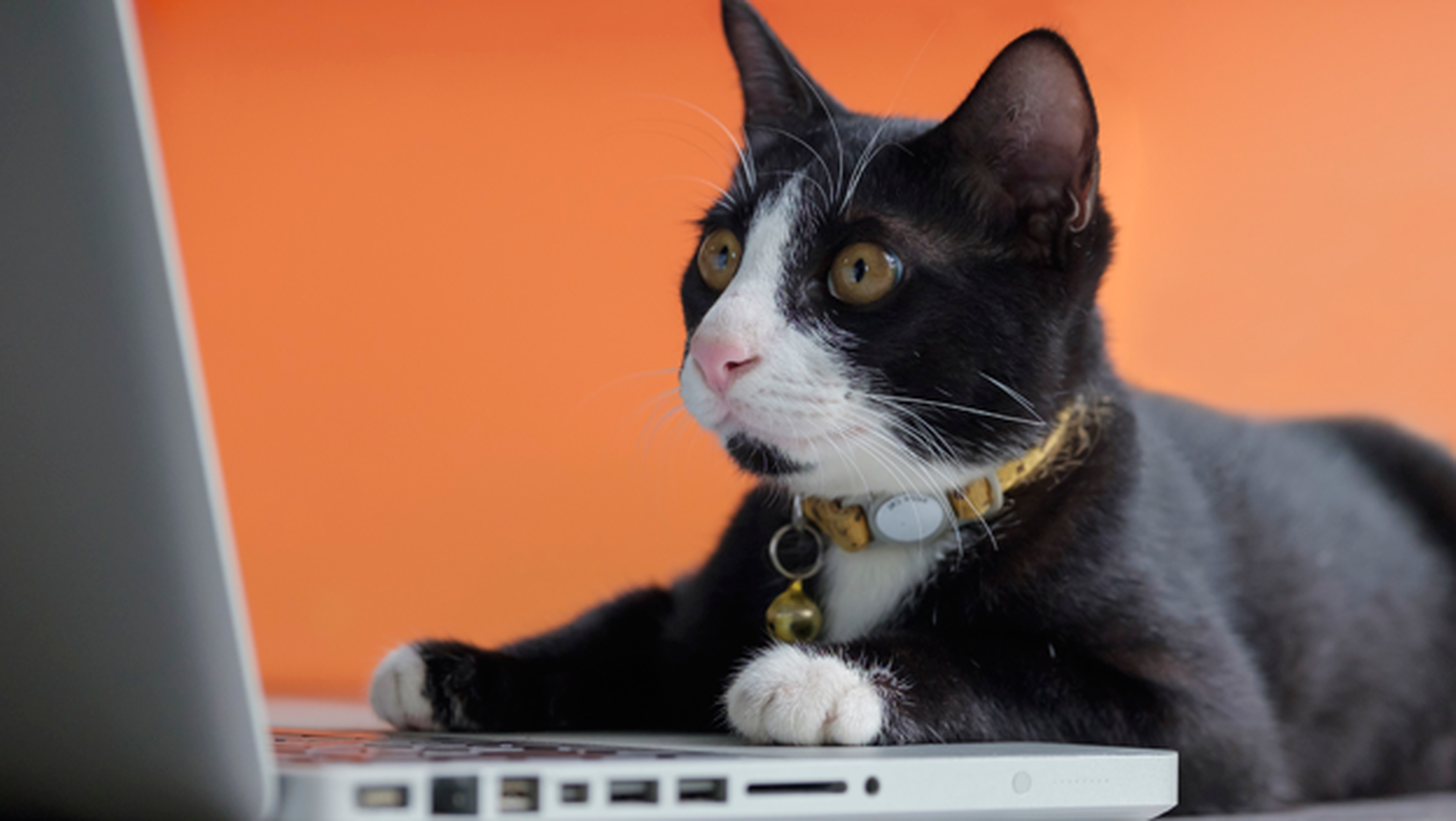 Por qué nos gusta tanto vídeos gatos Internet? | Hoy