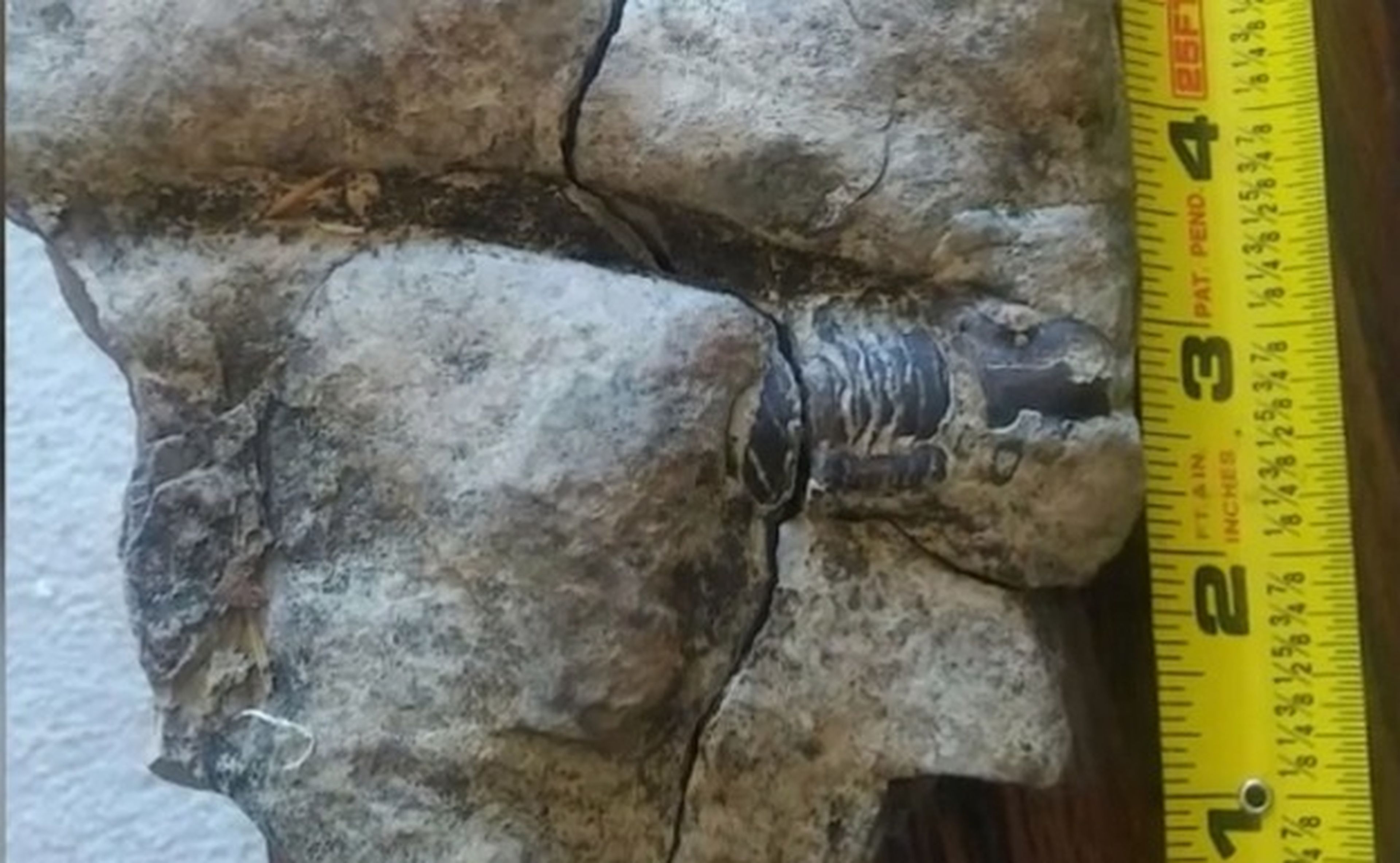 Niña de 11 años encuentra un fósil de hace 475 millones de años