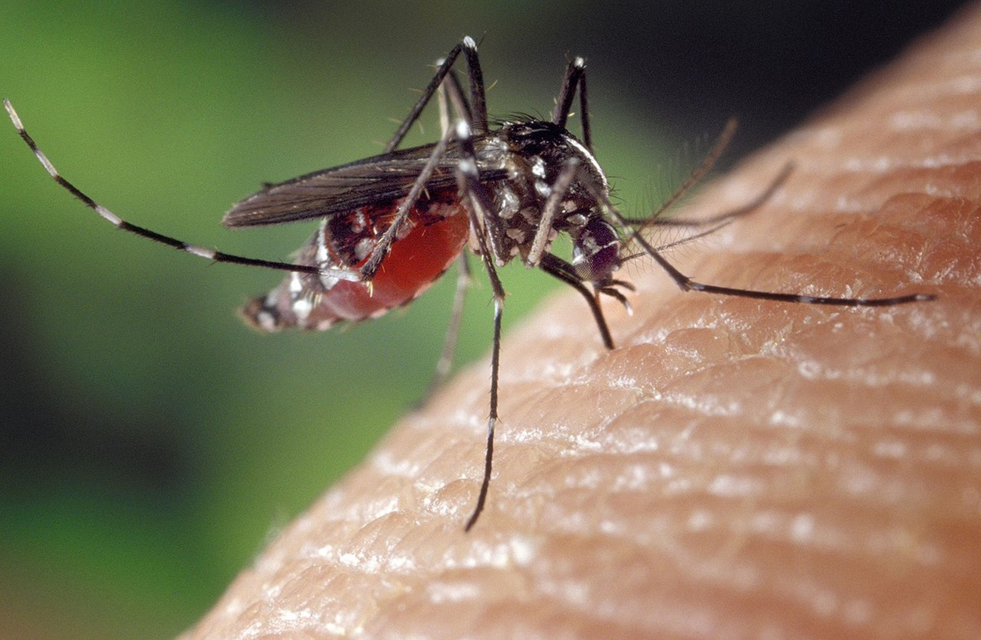 Cómo curar las picaduras de mosquito más rápido, según la ciencia