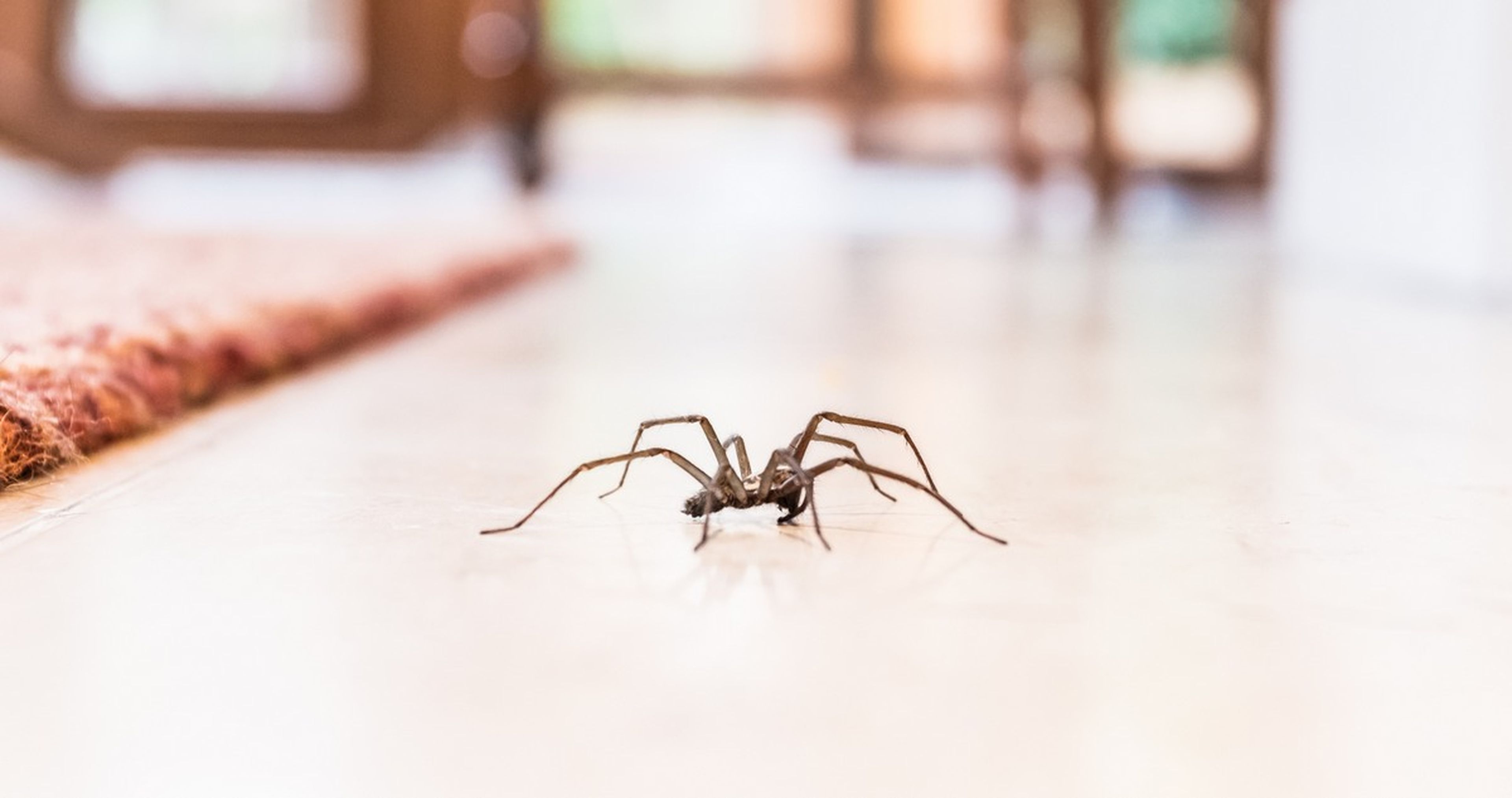 Por qué nunca deberías matar una araña en tu casa