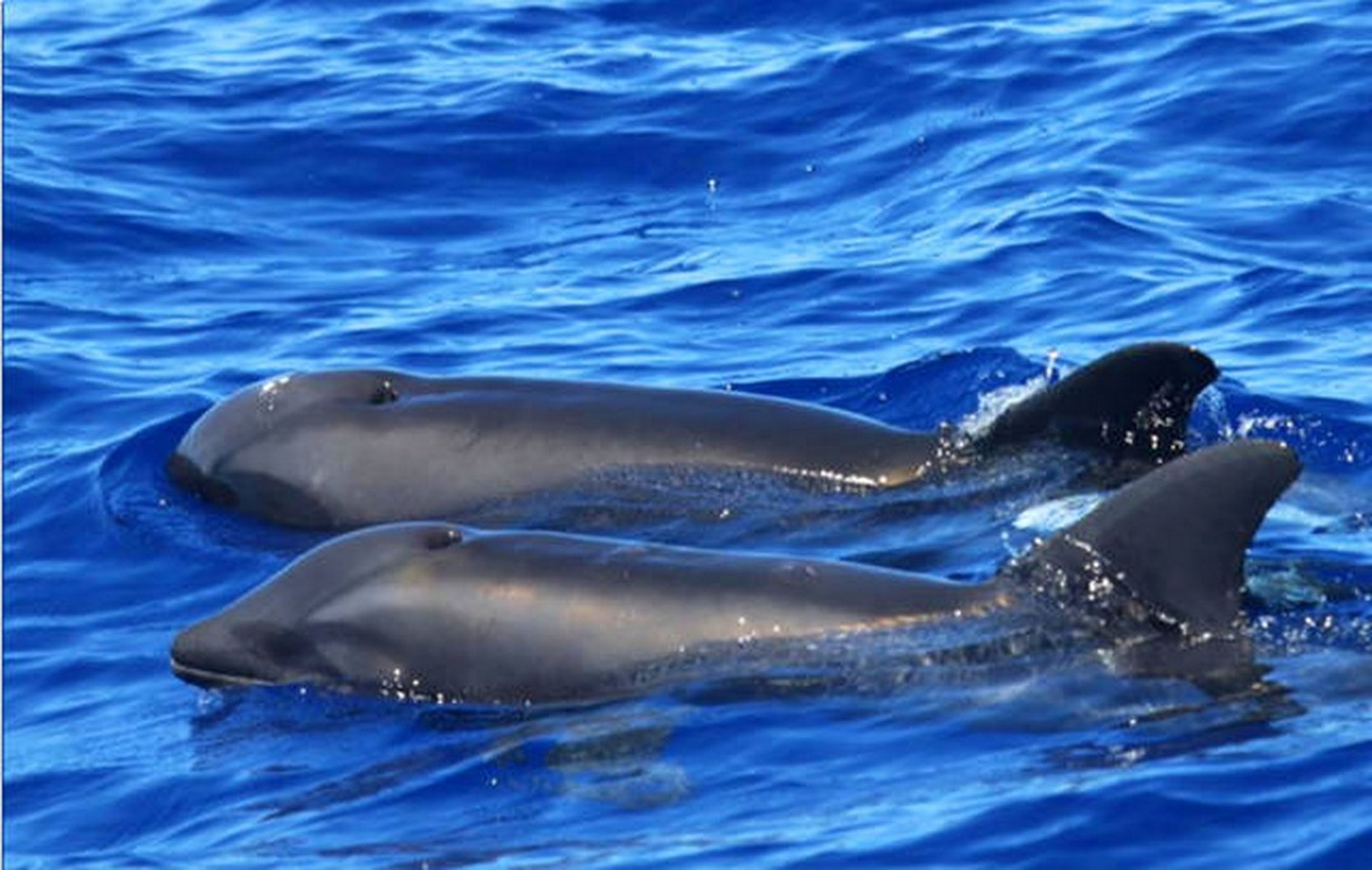 Descubren por primera vez un híbrido de ballena y delfín en Hawái
