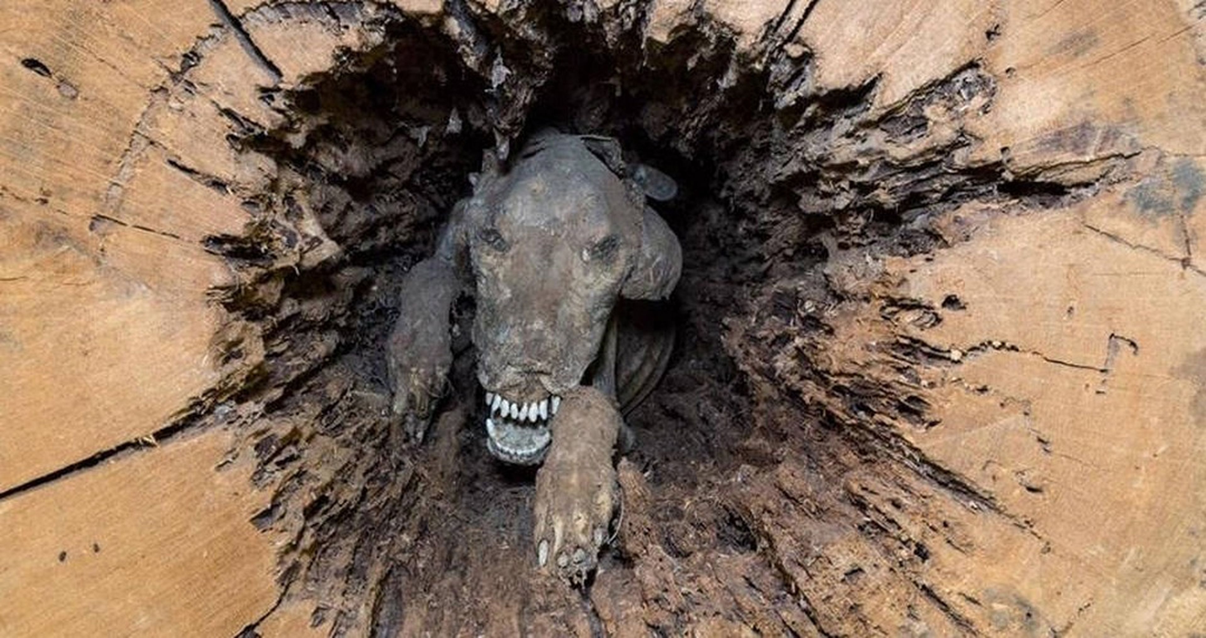 Descubren un terrorífico perro momificado dentro de un árbol