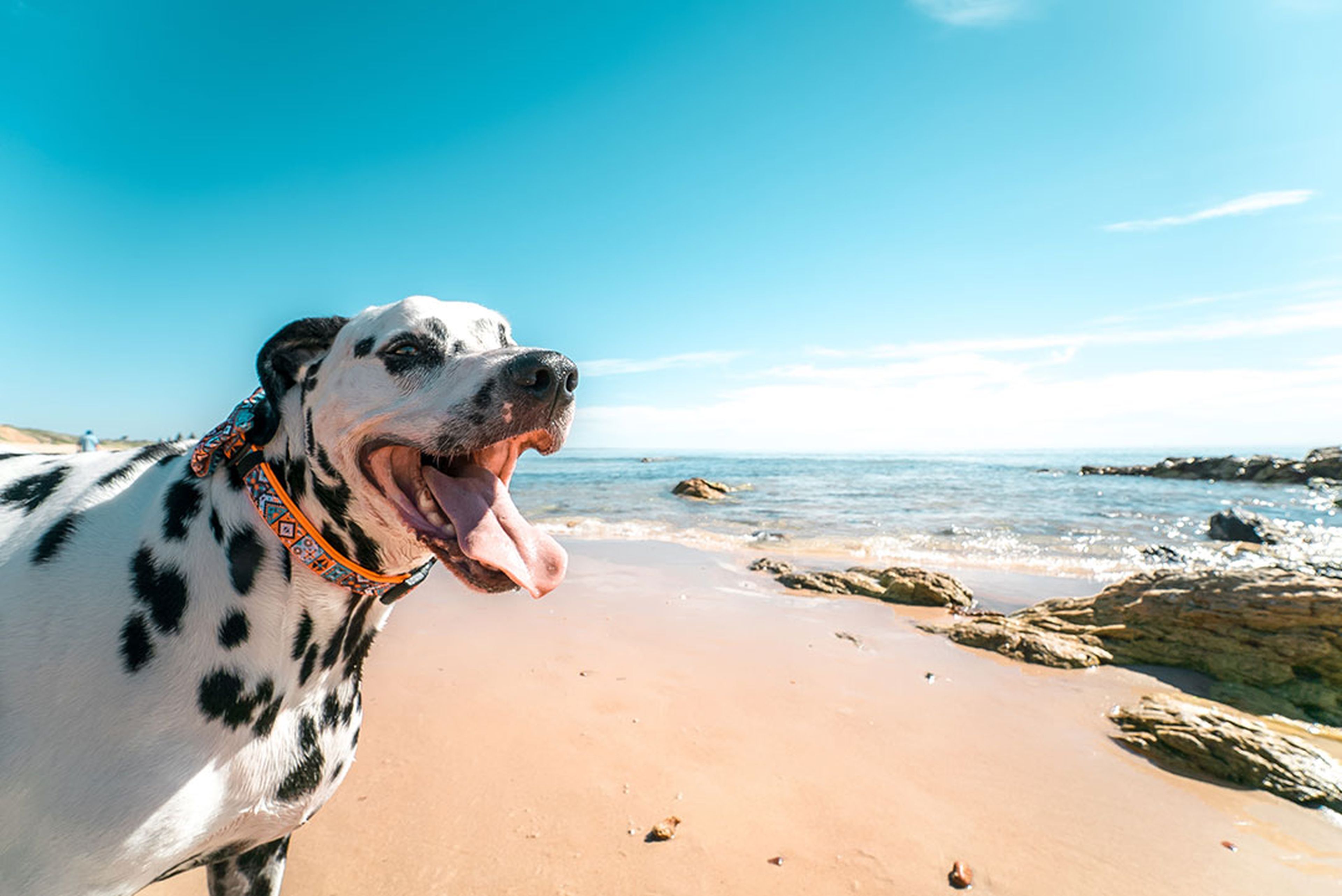 perro dálmata playa