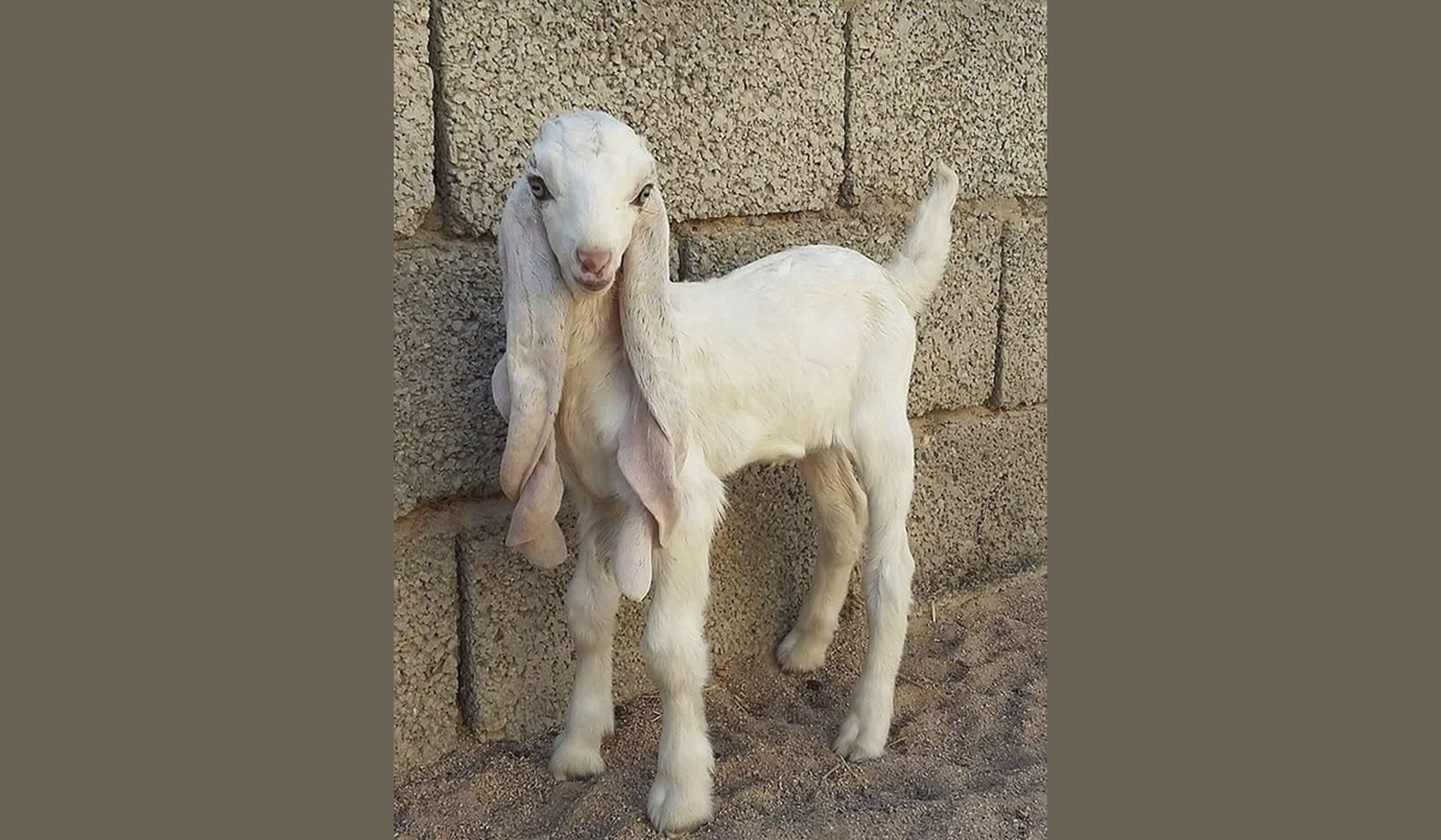 Las cabras más extrañas del mundo se venden en el mercado de Damasco