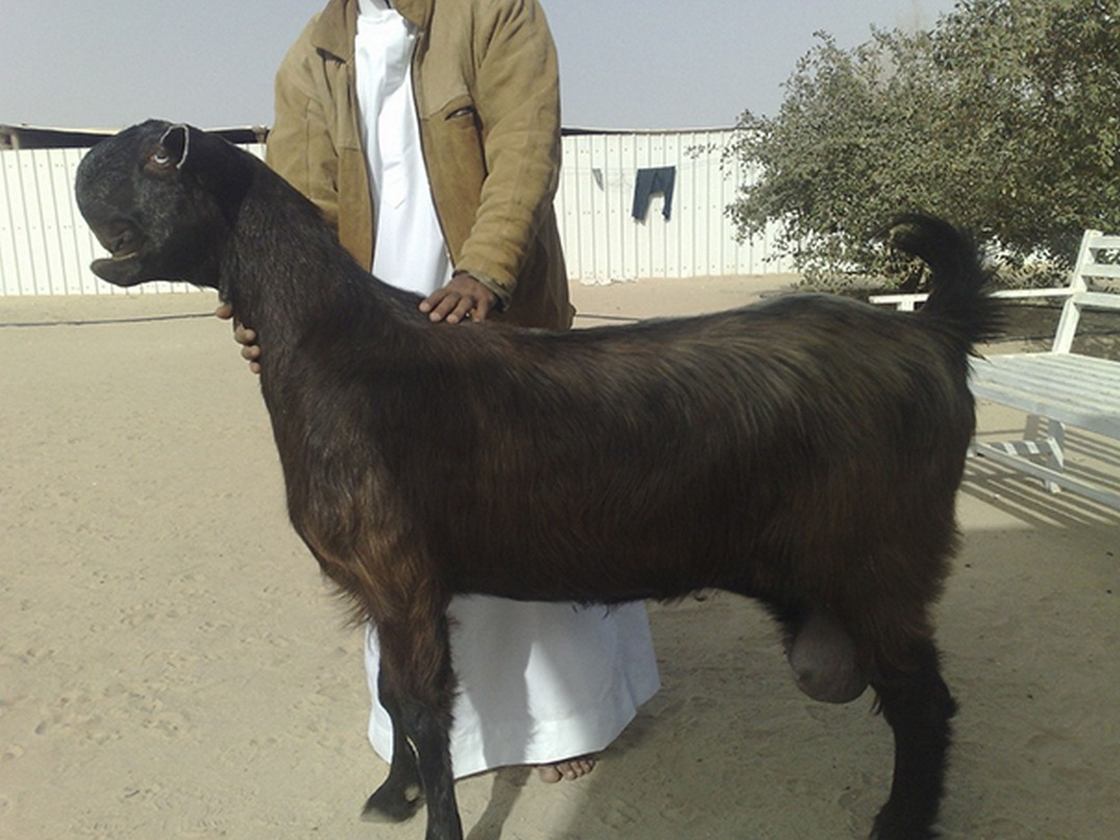 Las cabras más extrañas del mundo se venden en el mercado de Damasco