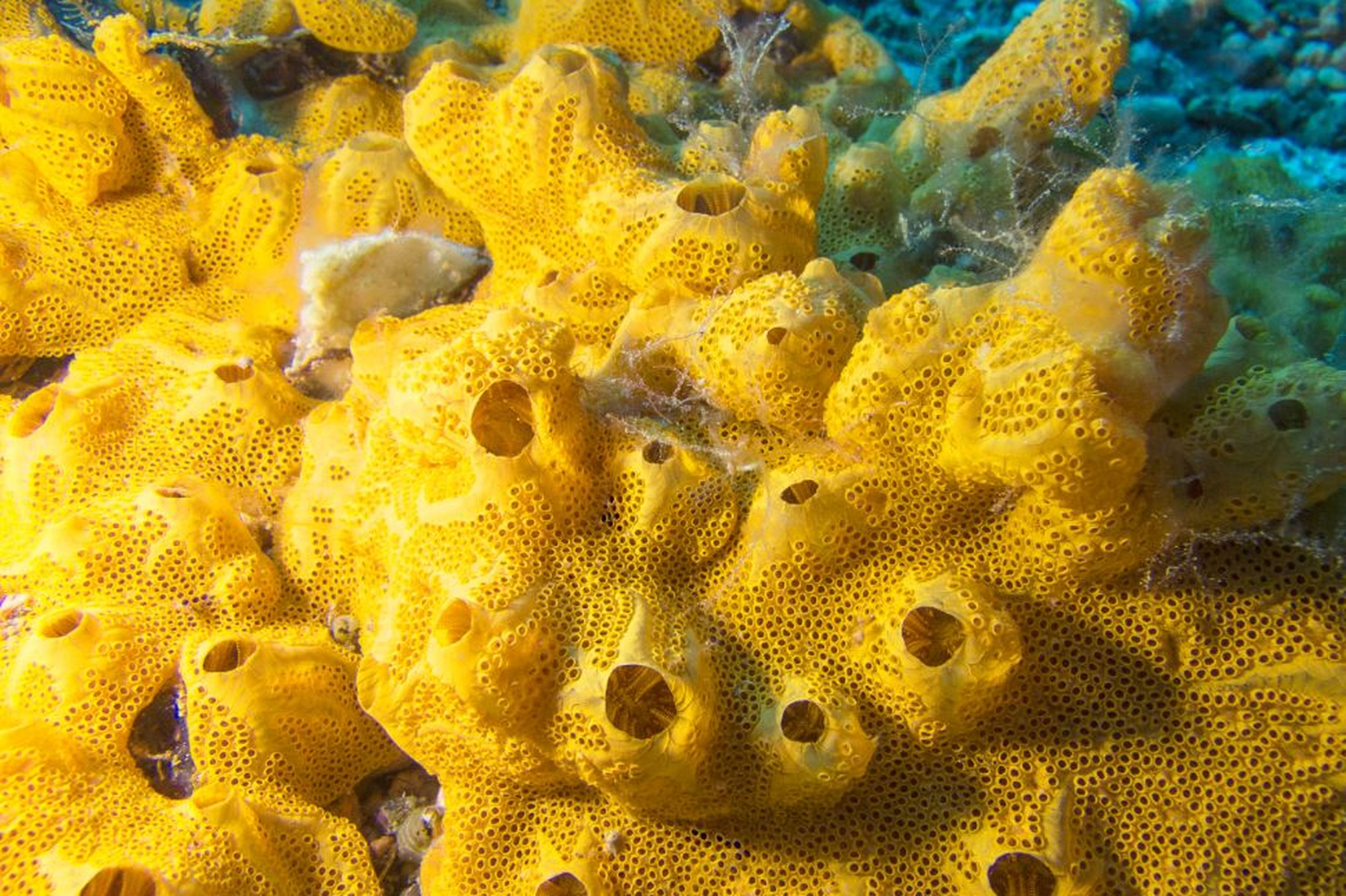coral de mar