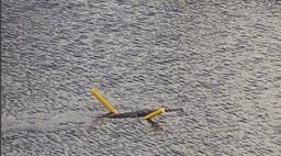 Descubren un cocodrilo en Florida usando un flotador para nadar