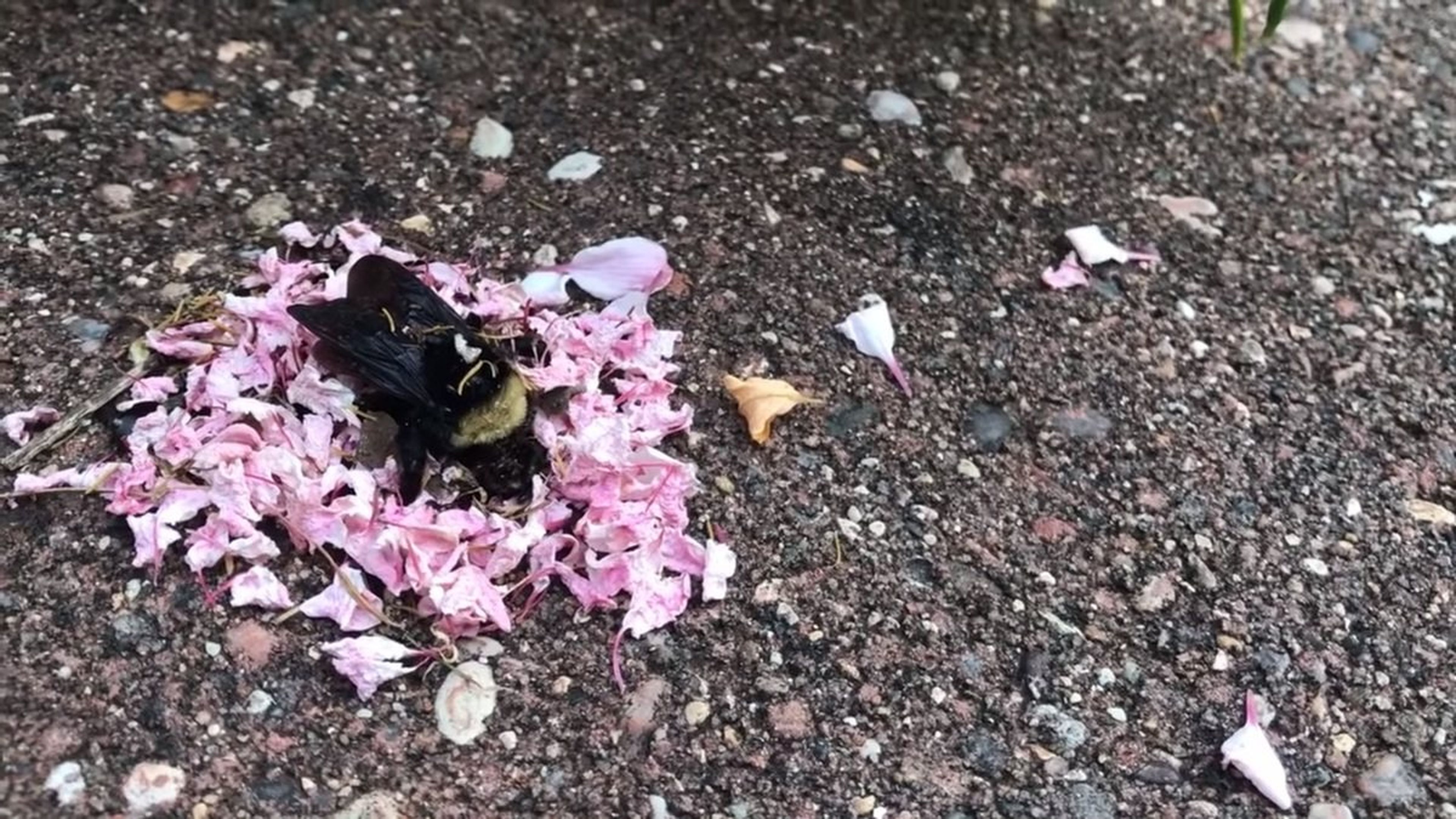 ¿Están las hormigas preparando un funeral de flores a un abejorro en este vídeo?
