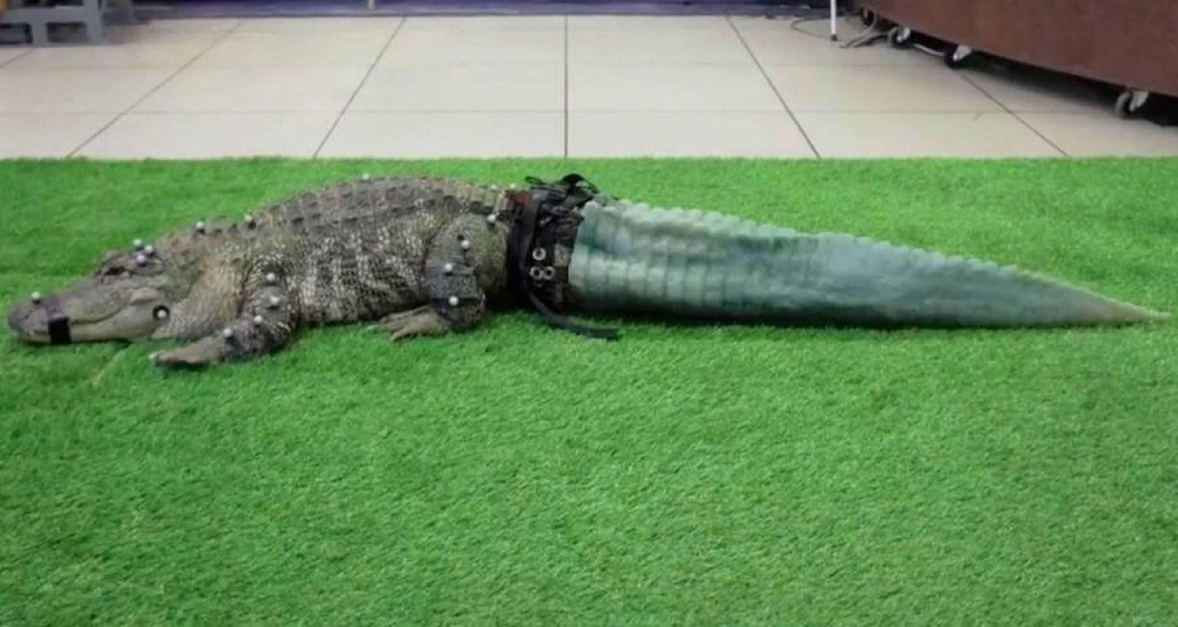 Este cocodrilo mutilado por los furtivos tiene una nueva cola hecha con una impresora 3D
