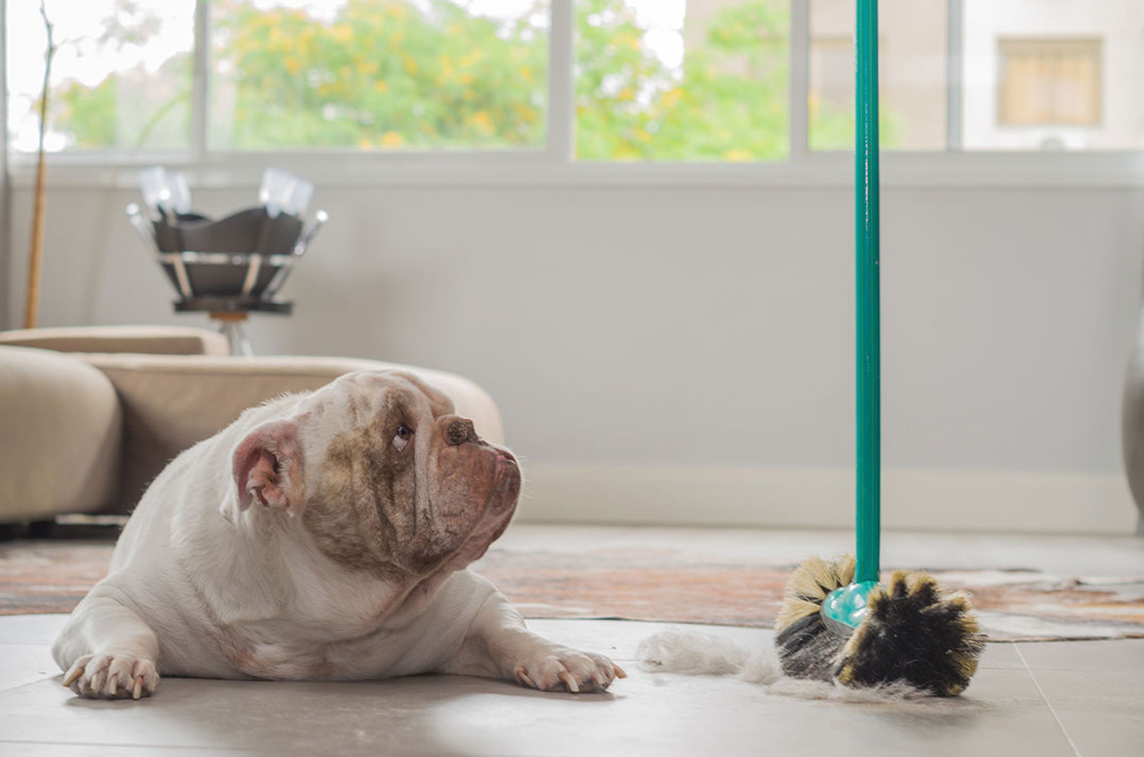 10 trucos para mantener la casa limpia si vives con un perro