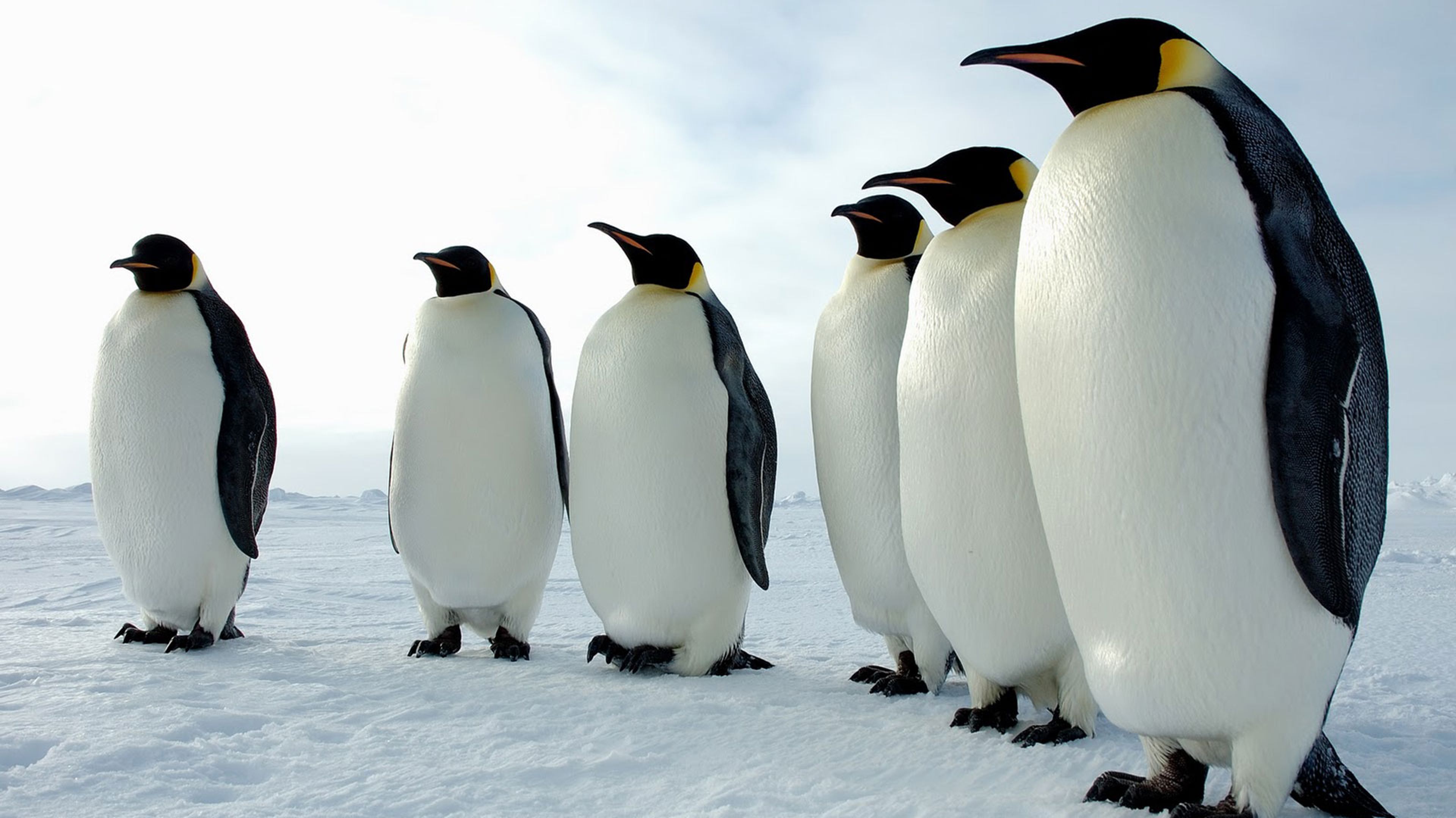 Pingüinos rey