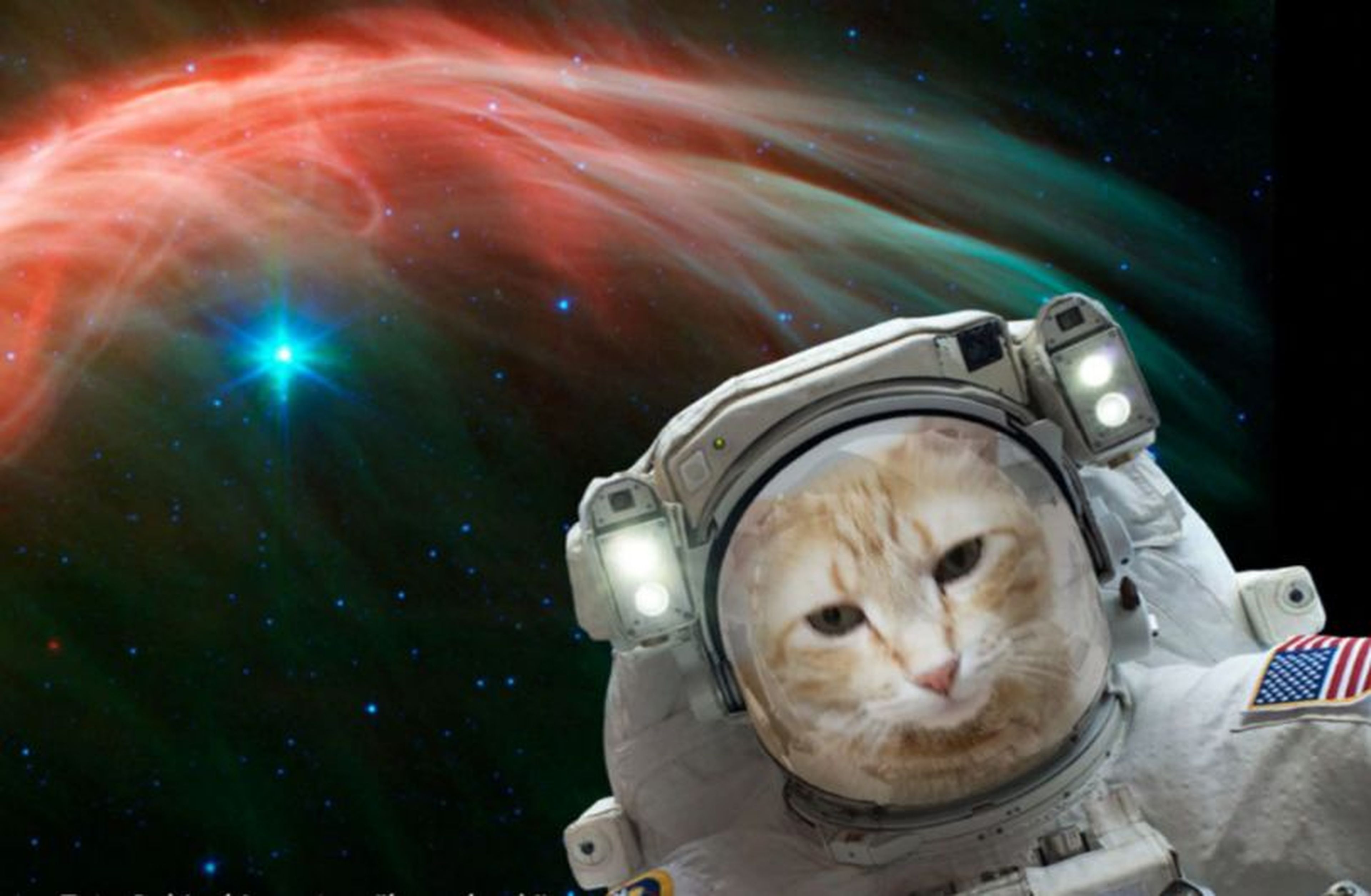selfie gato espacio