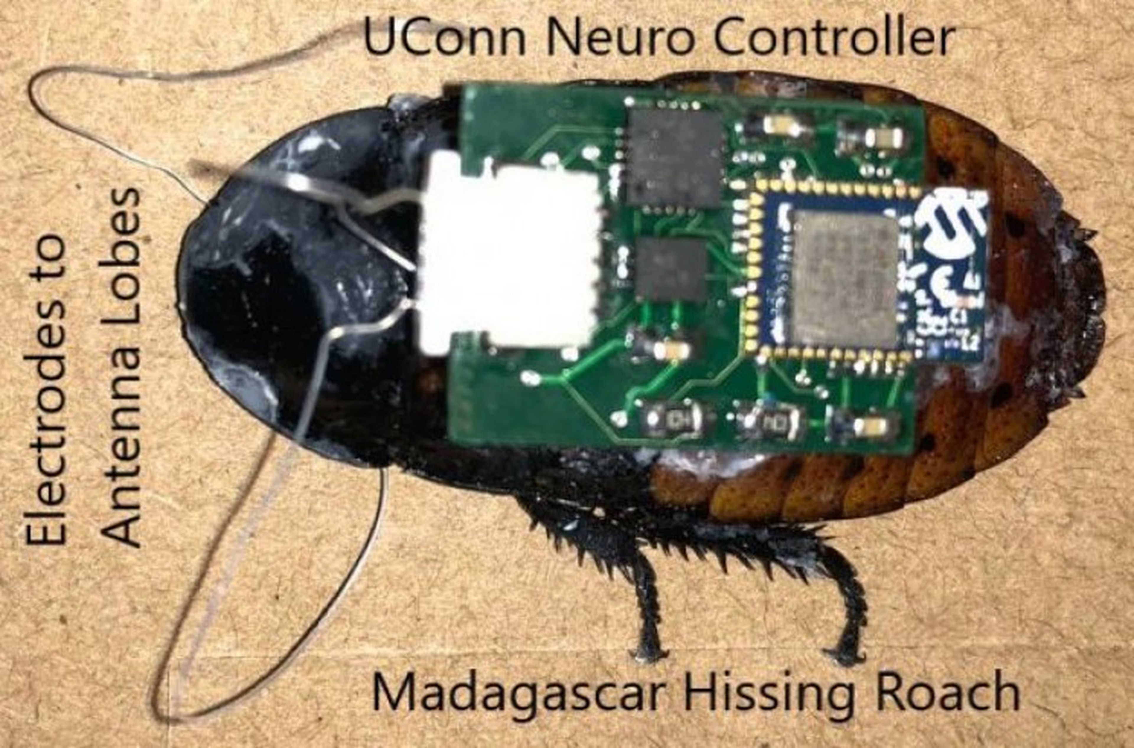 Cucarachas robot
