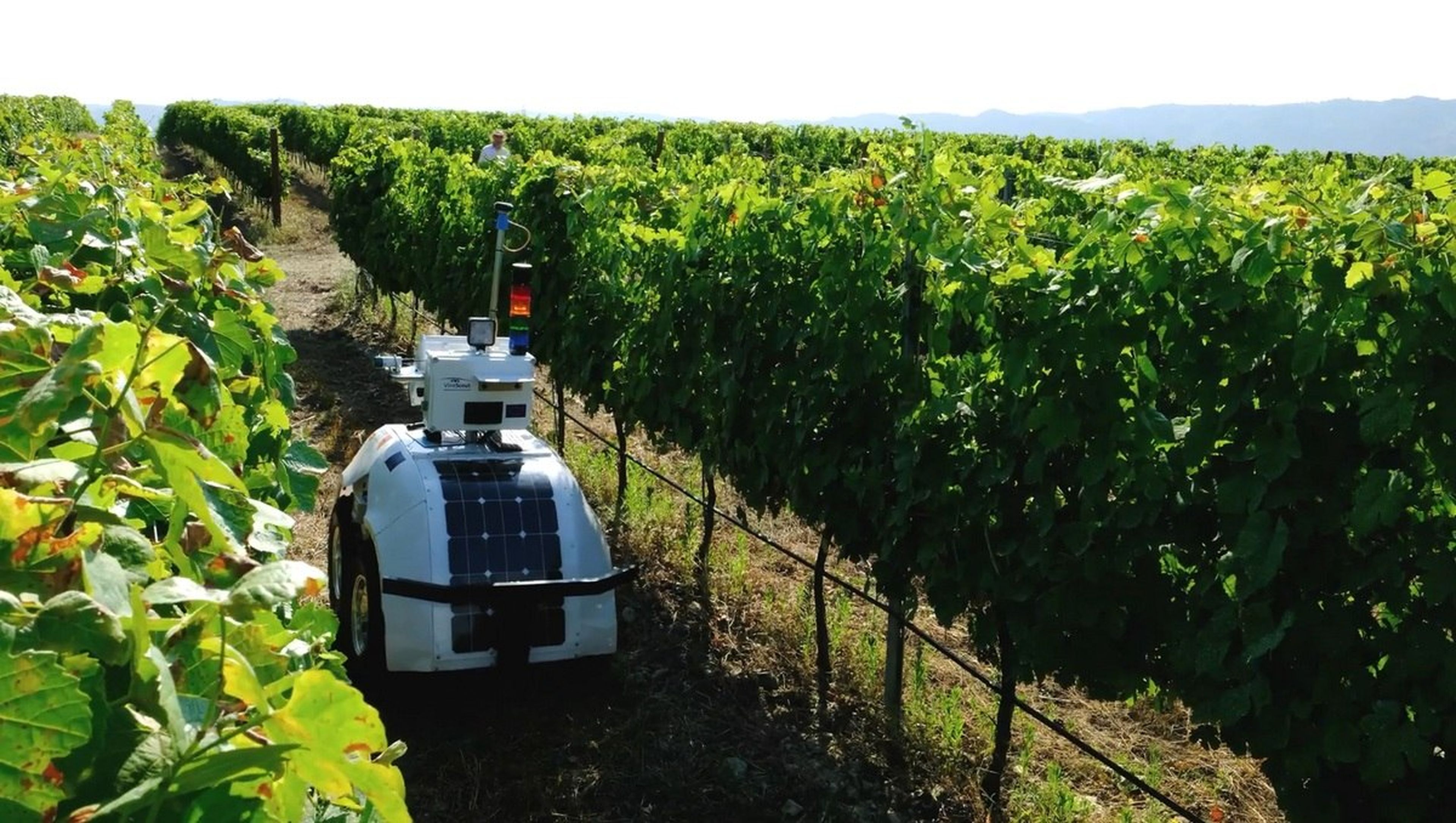 Este robot agricultor con inteligencia artificial cuida los viñedos