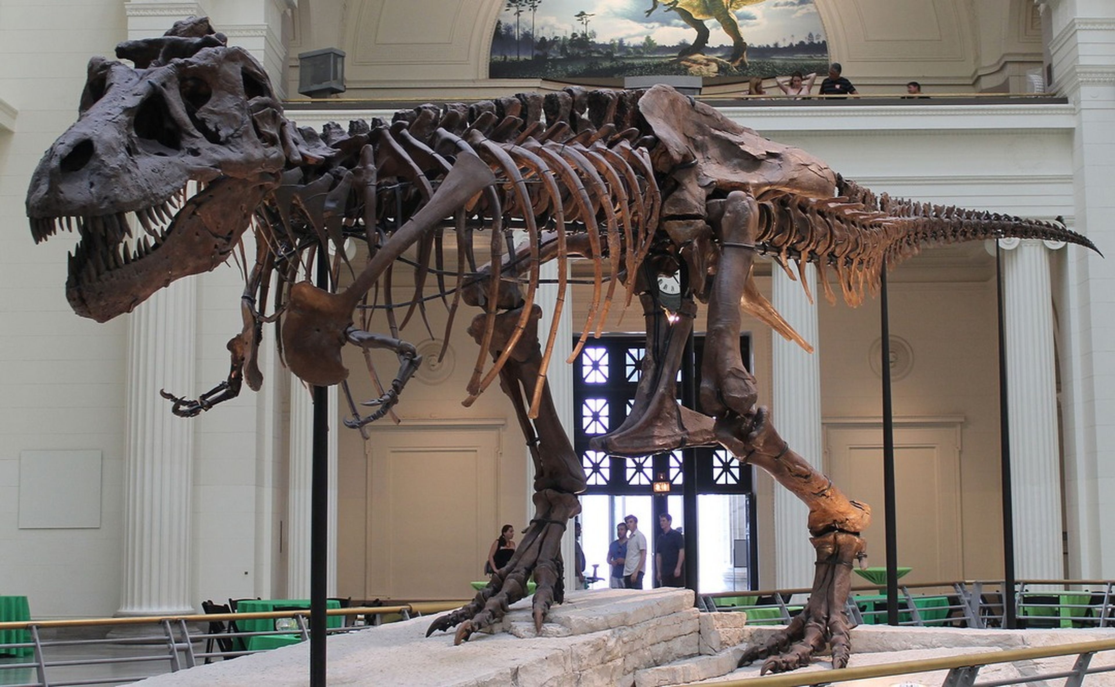 Mitos del Tyrannosaurus Rex, ¿cómo eran realmente los T-Rex?