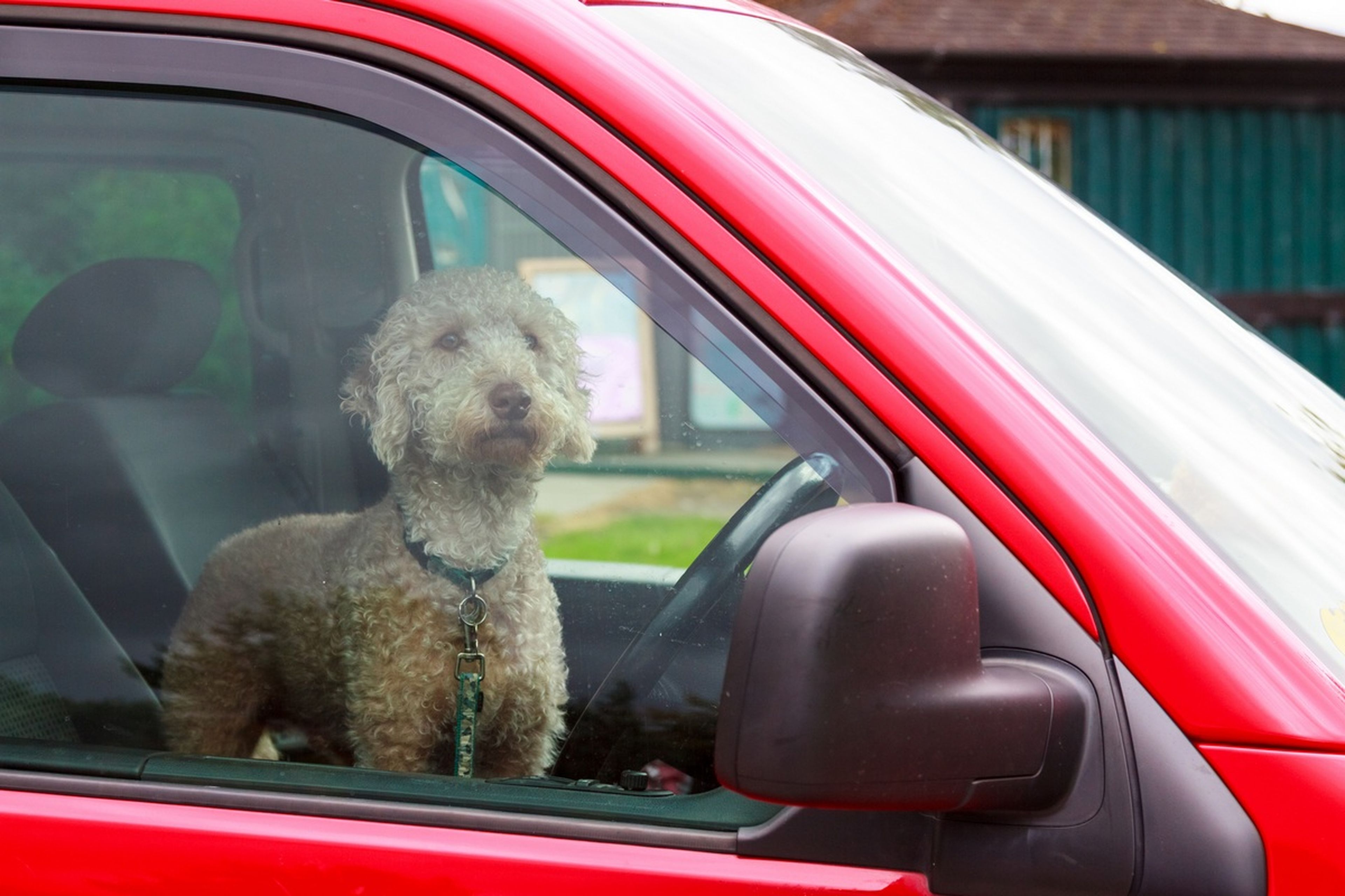 Elon Musk confirma un Modo Perro para poder dejar a las mascotas dentro del coche