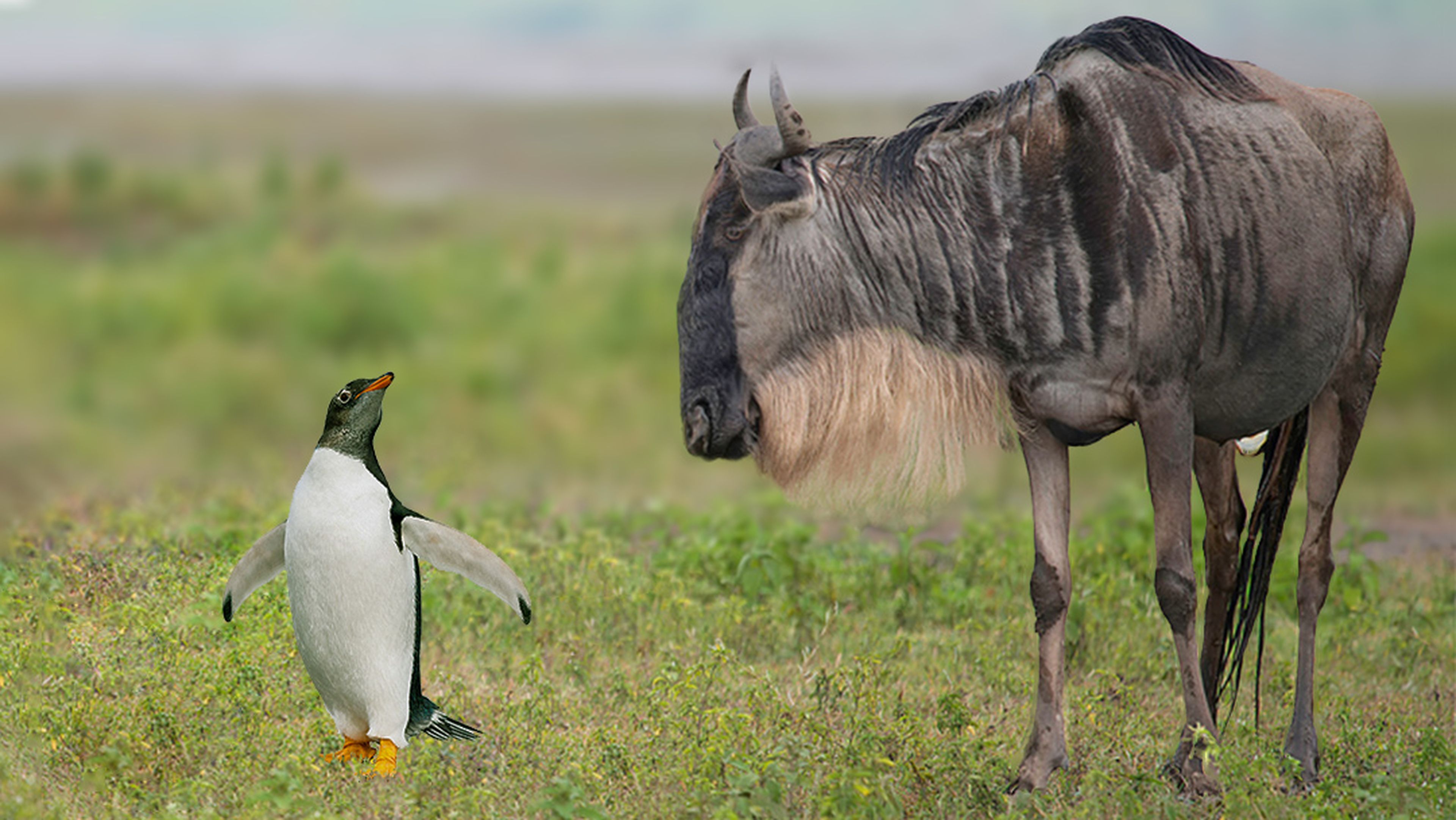 Linux y GNU/Linux ¿cuál es la diferencia?