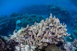 La contaminación de los plásticos en el mar hace enfermar a los corales