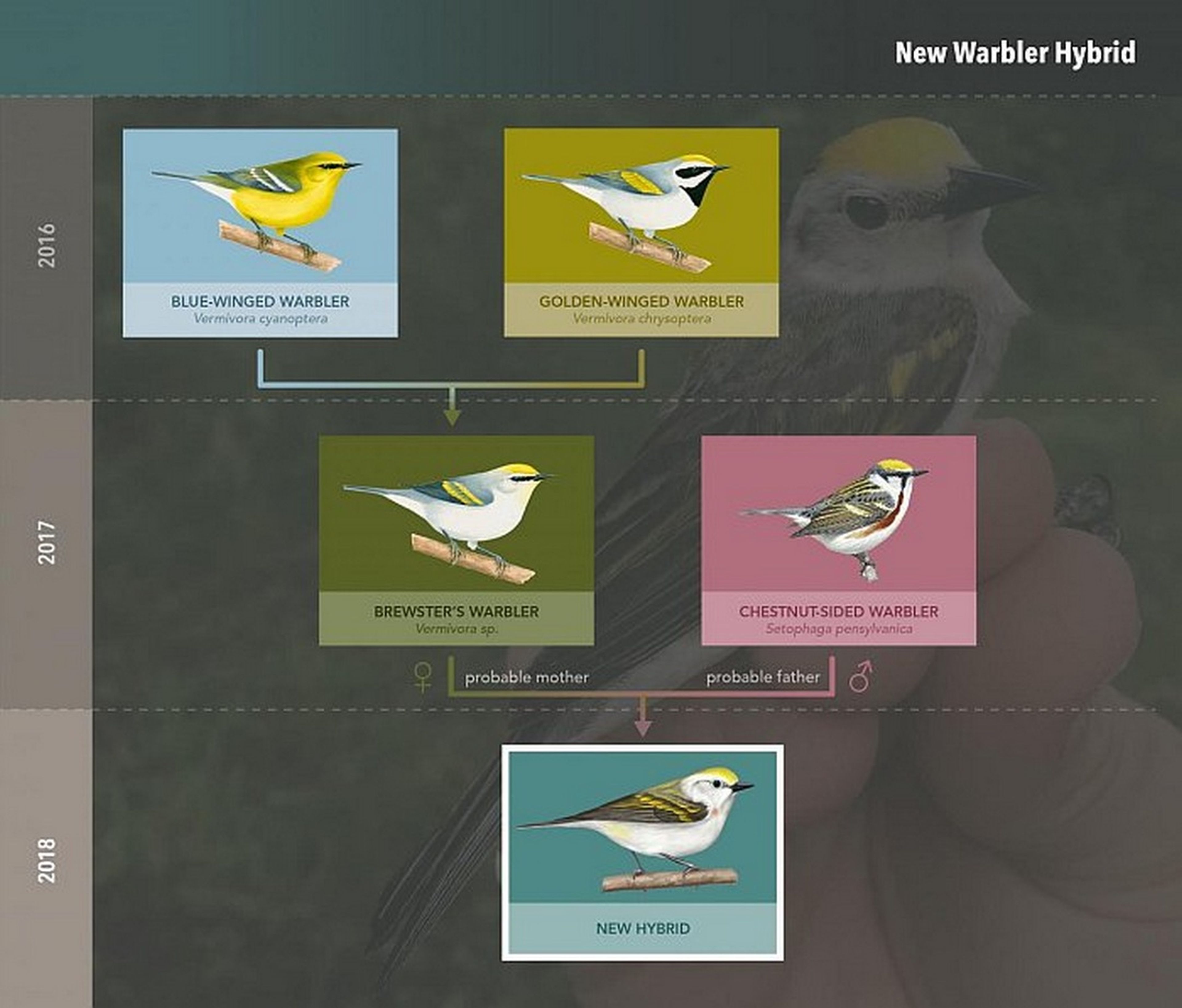 Pájaro híbrido de tres especies distintas