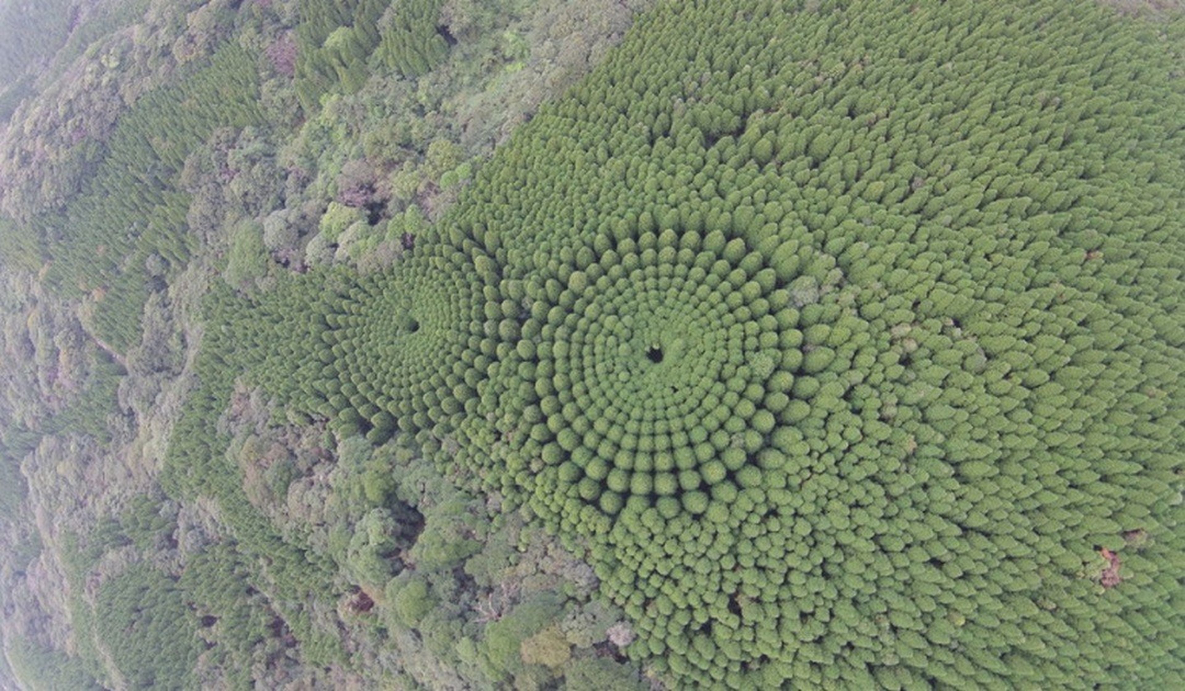 Resuelto el misterio de los círculos de árboles japoneses