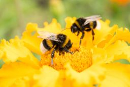 Una compañía quiere crear súper abejas para evitar su extinción, una fórmula no libre de riesgos