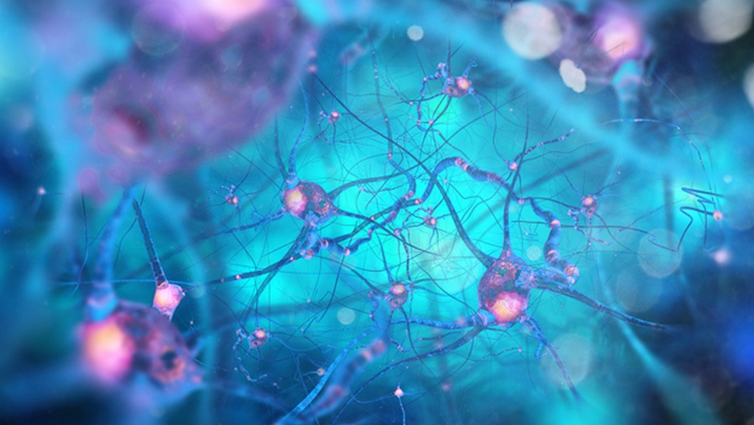 Brain Neurons abstract nerves science brain HD wallpaper  Peakpx