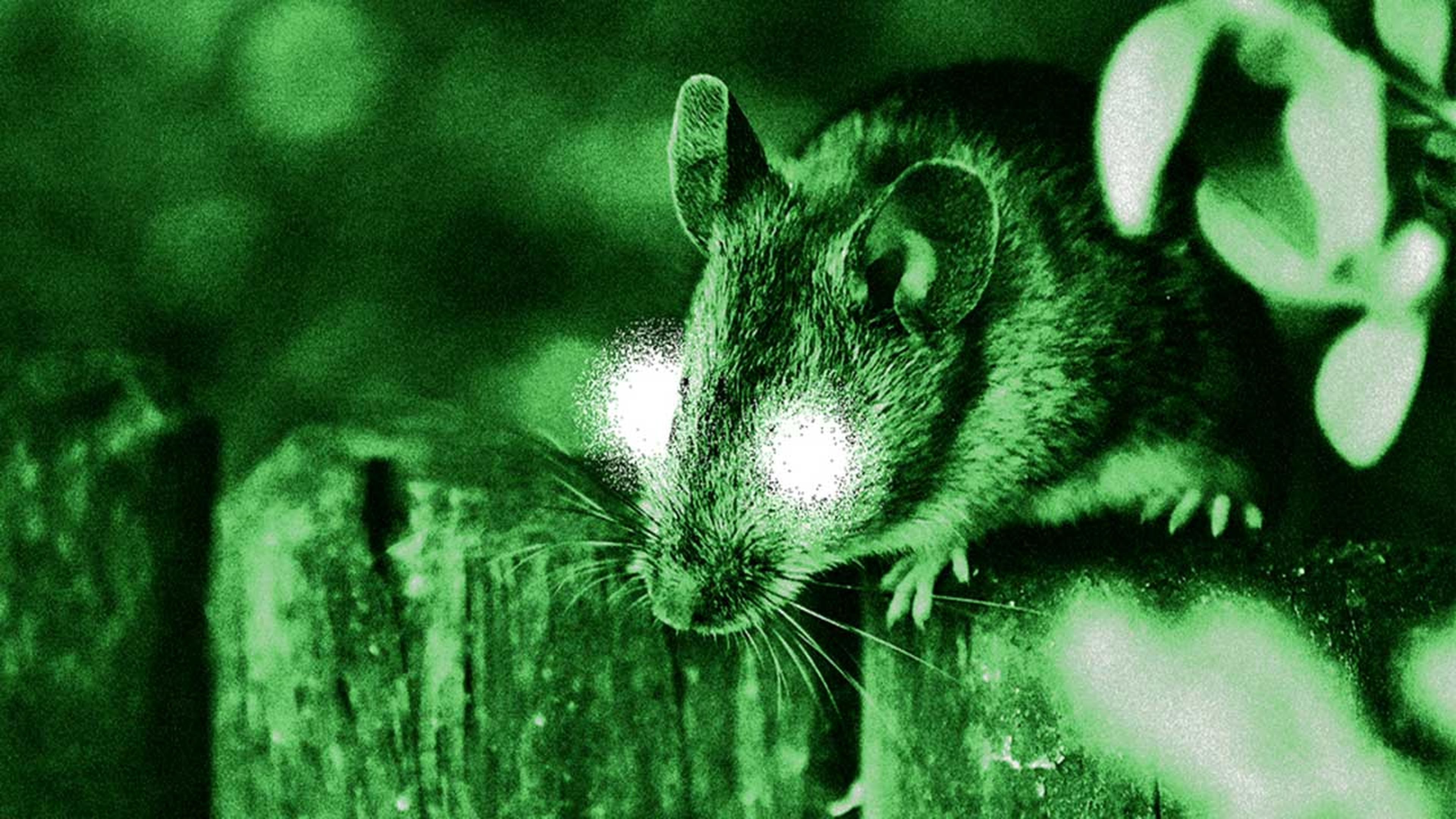 Ratón visión nocturna