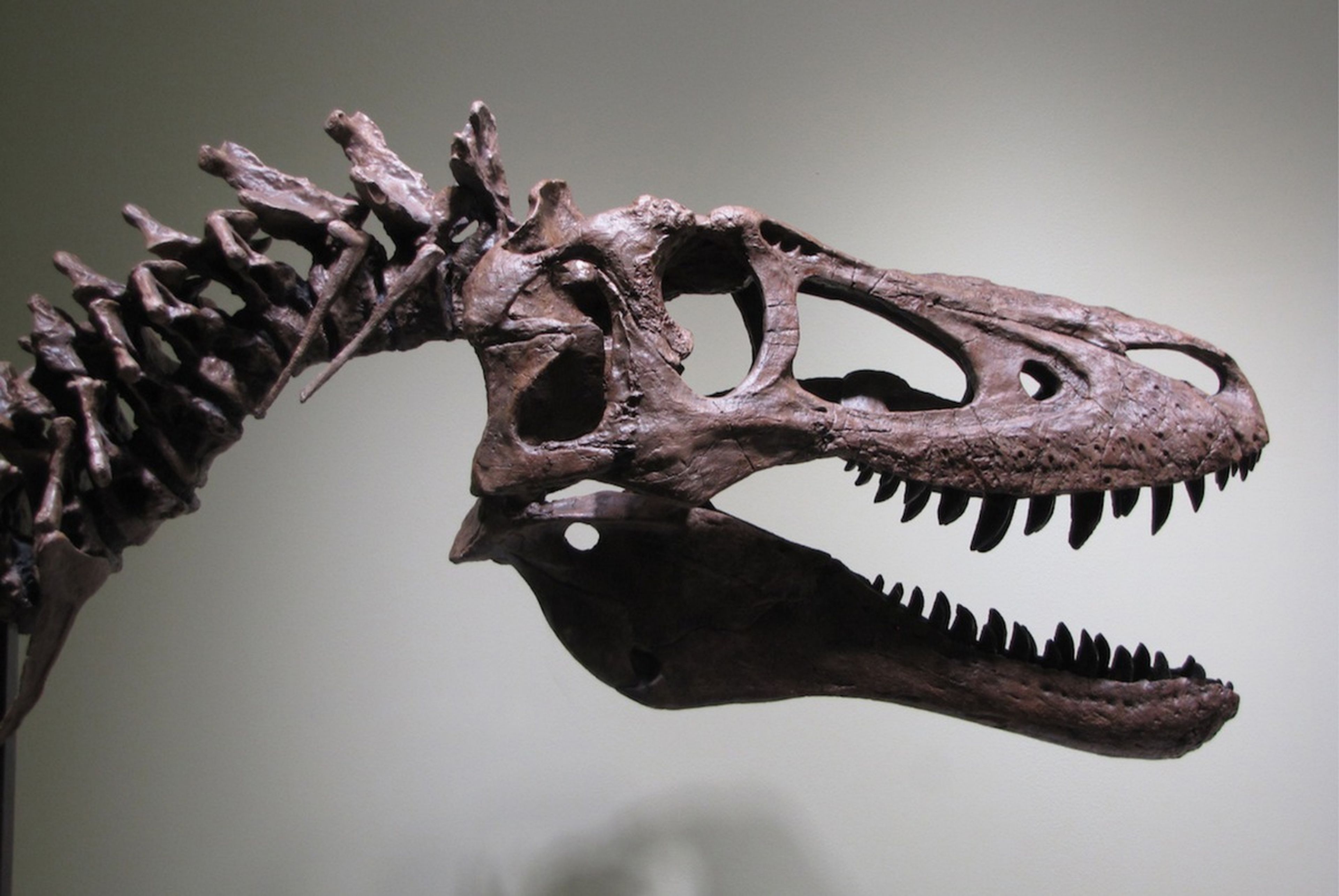Un cazador de fósiles vende una cría de T-Rex por 3 millones de dólares en eBay