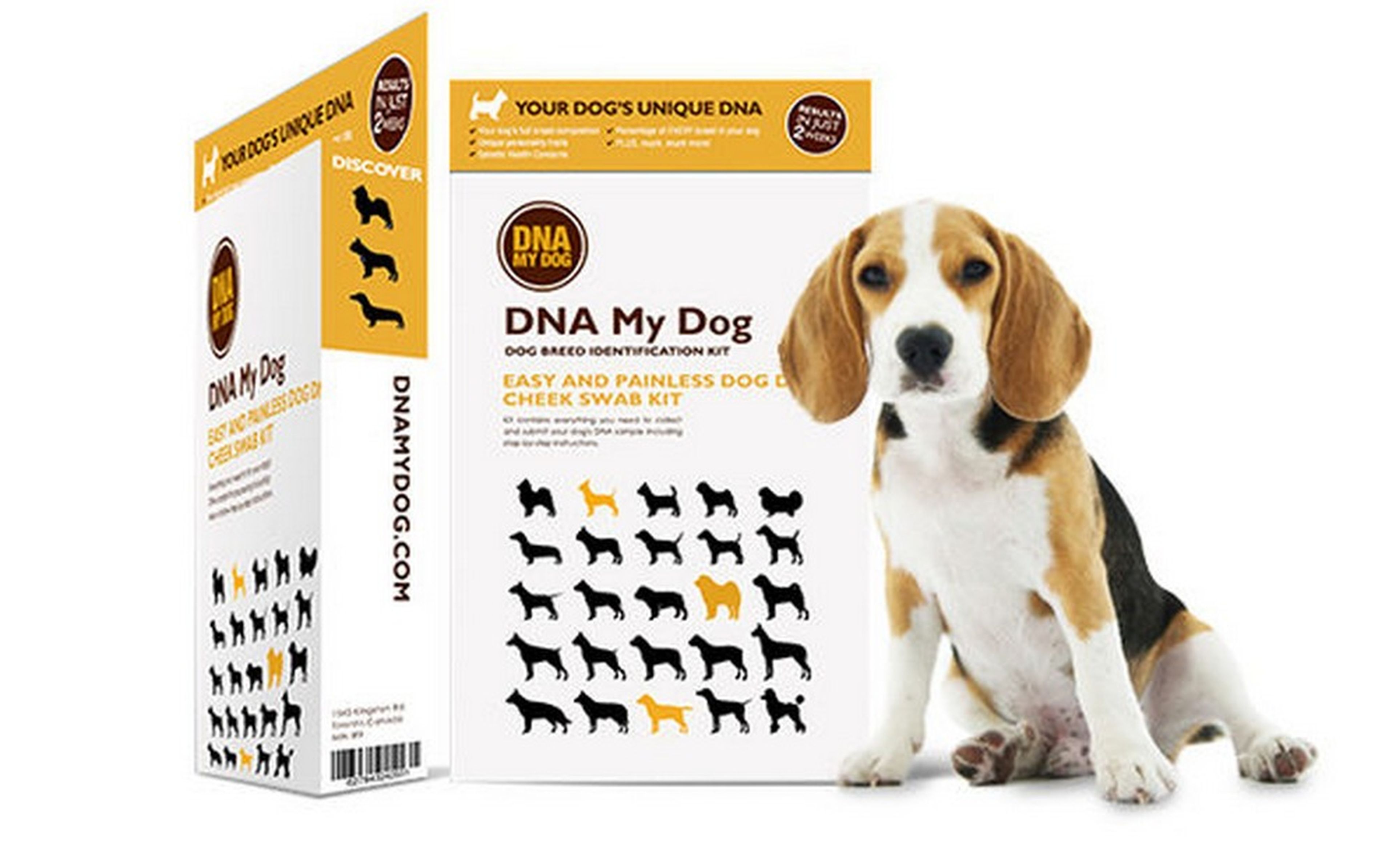 ¿Quieres saber de qué raza es tu perro? Ya puedes hacerle un test de ADN en casa